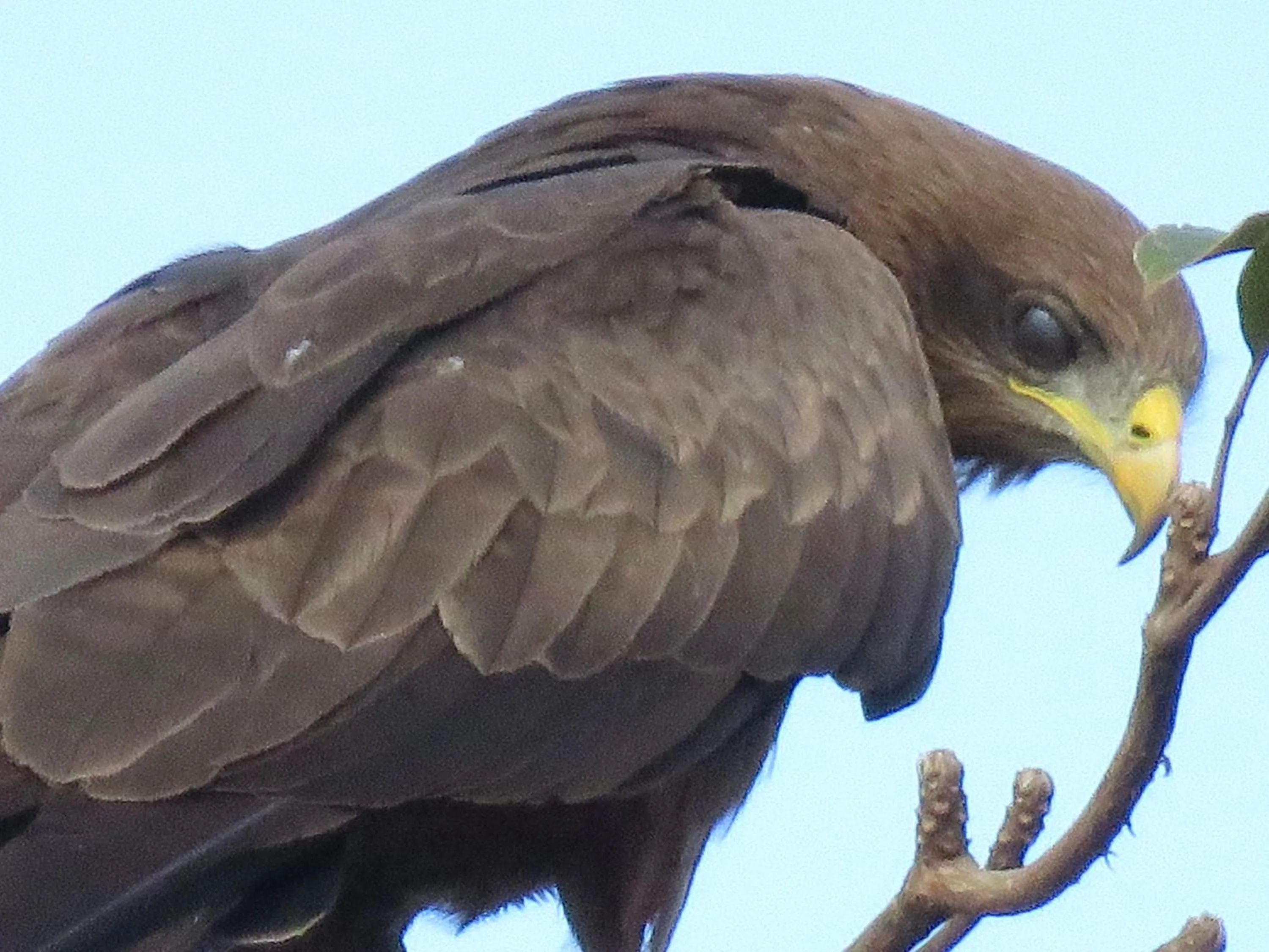 Boulevard Inn Mt Meru