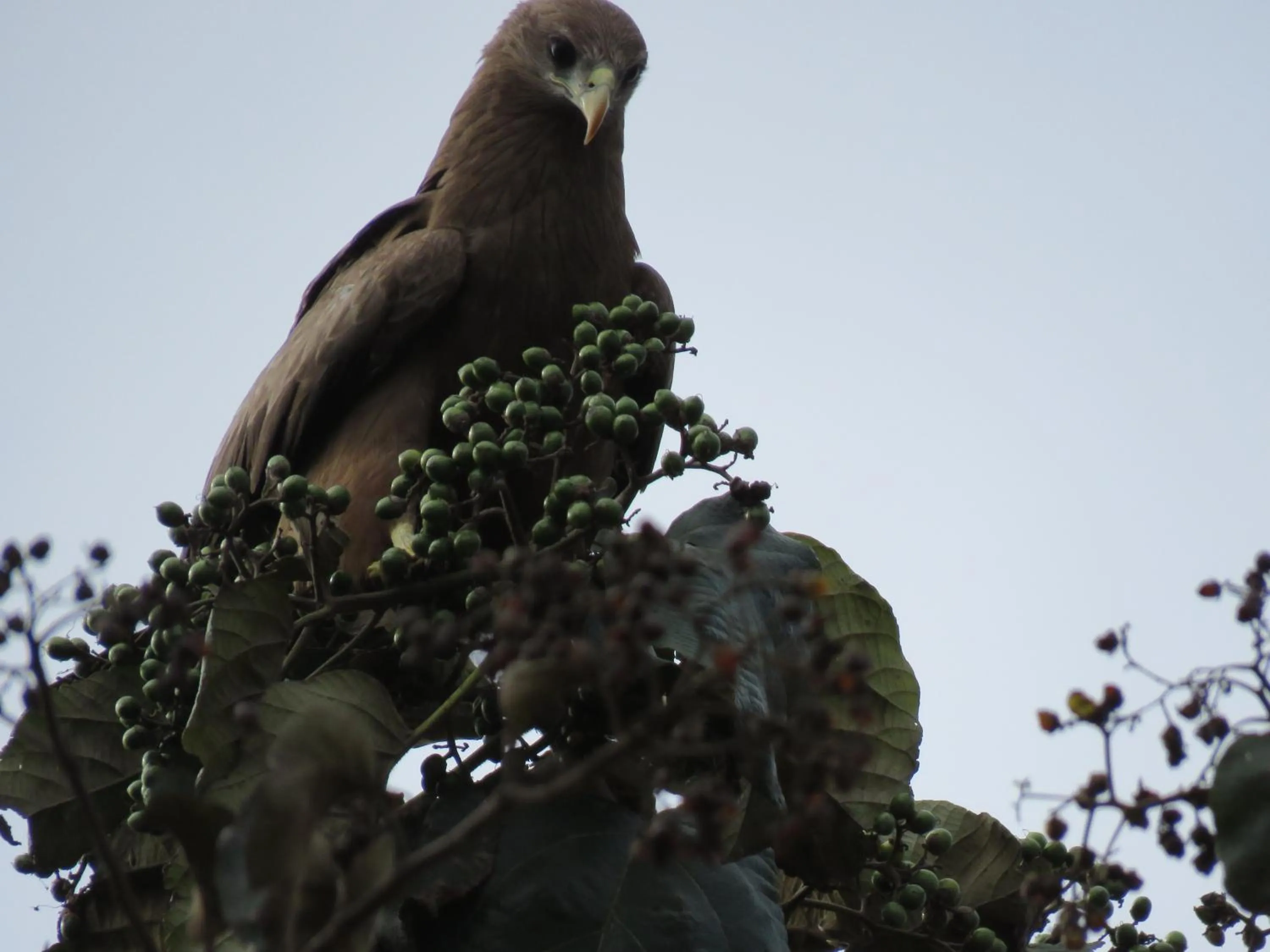 Boulevard Inn Mt Meru