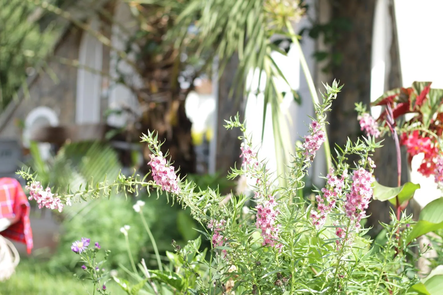 Boulevard Inn Mt Meru