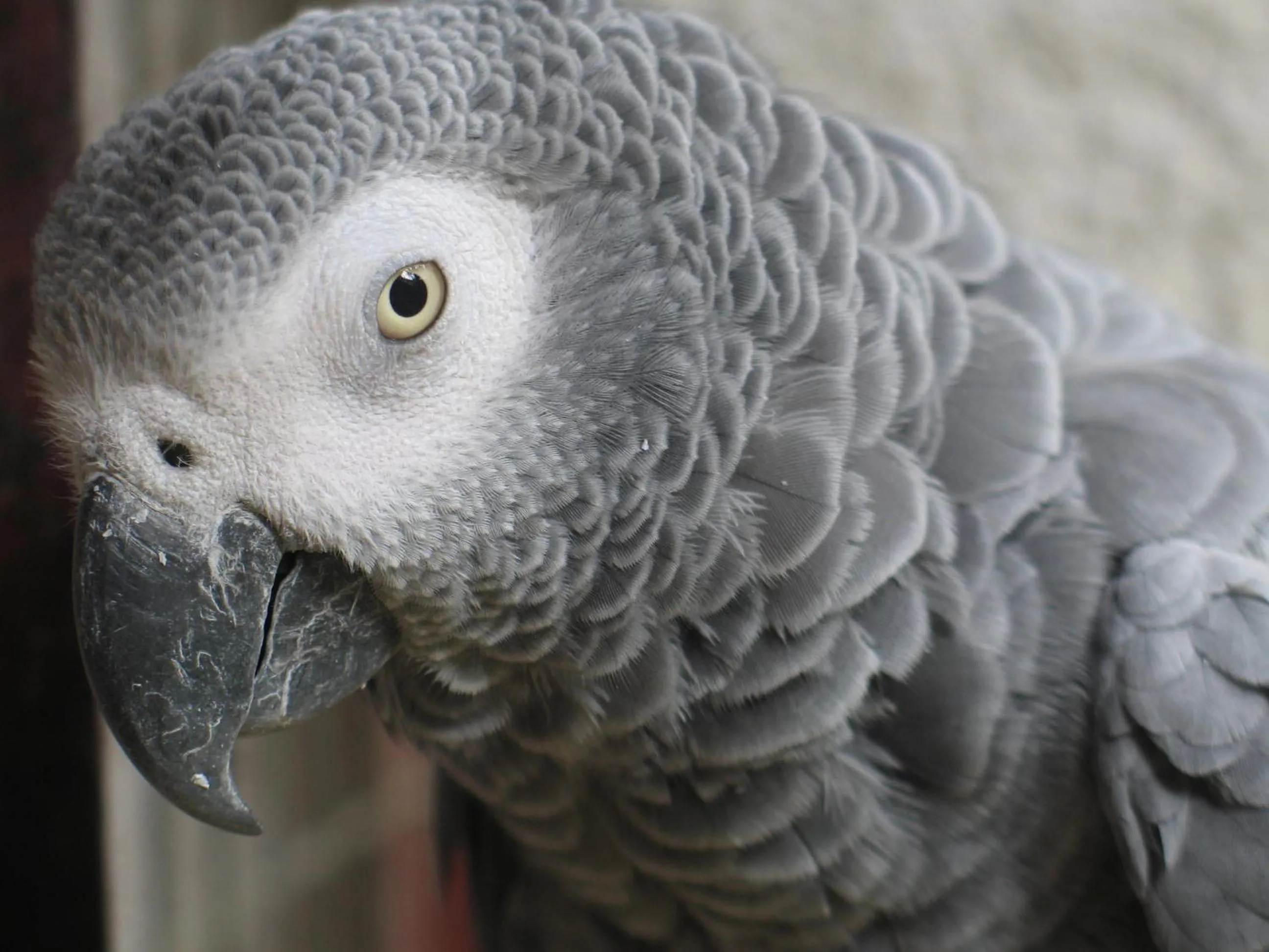 Animals in Hotel Le Garni