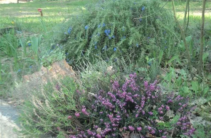 Le Paradis de Clarisse