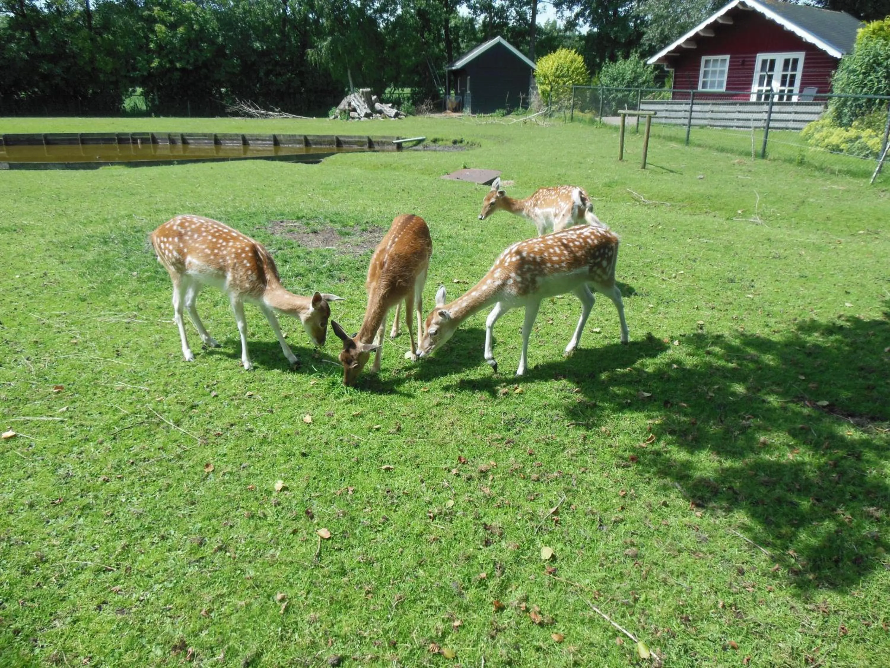 Pets in B&B Landgoed Sonneborghe
