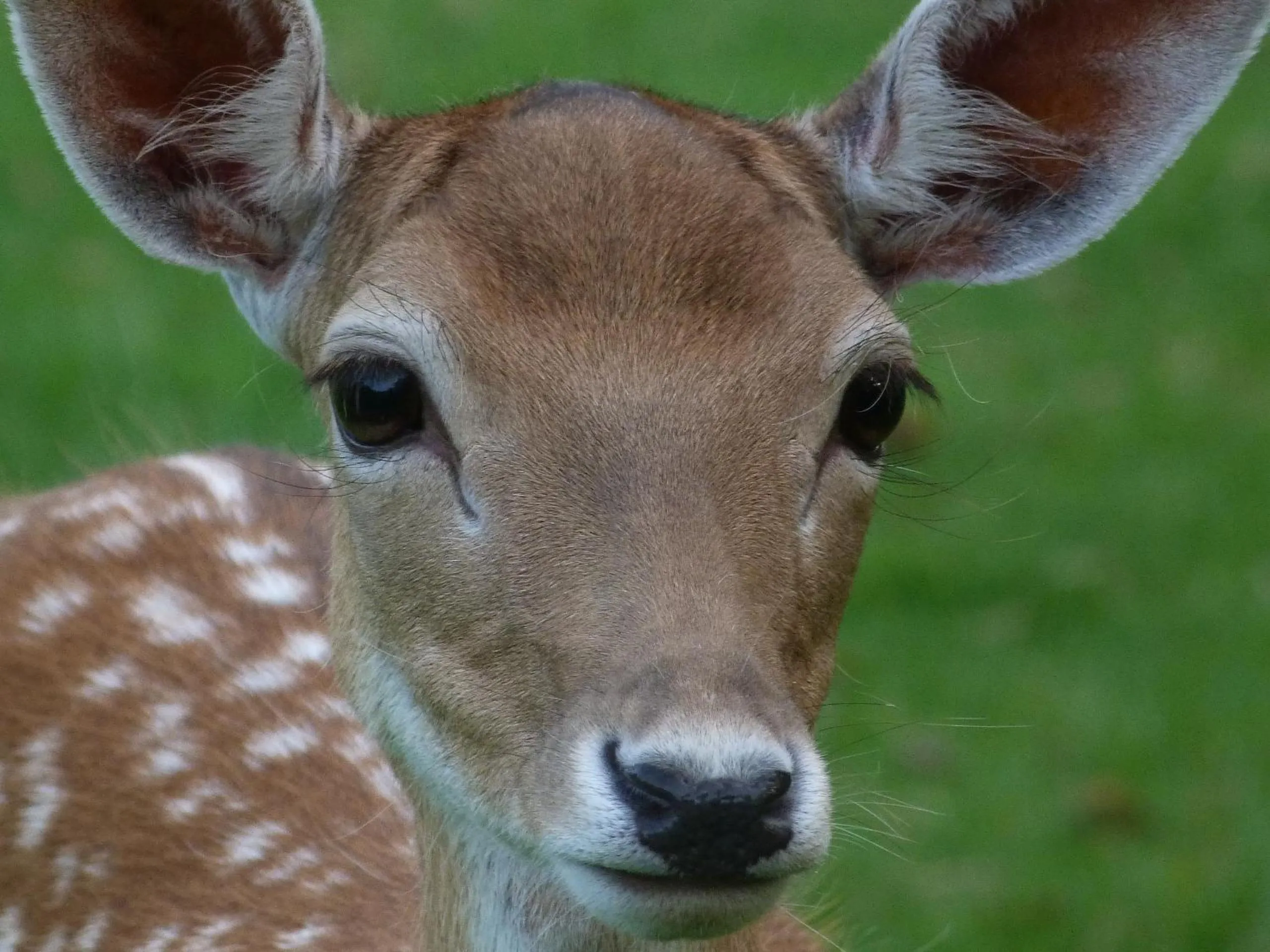 Pets in B&B Landgoed Sonneborghe