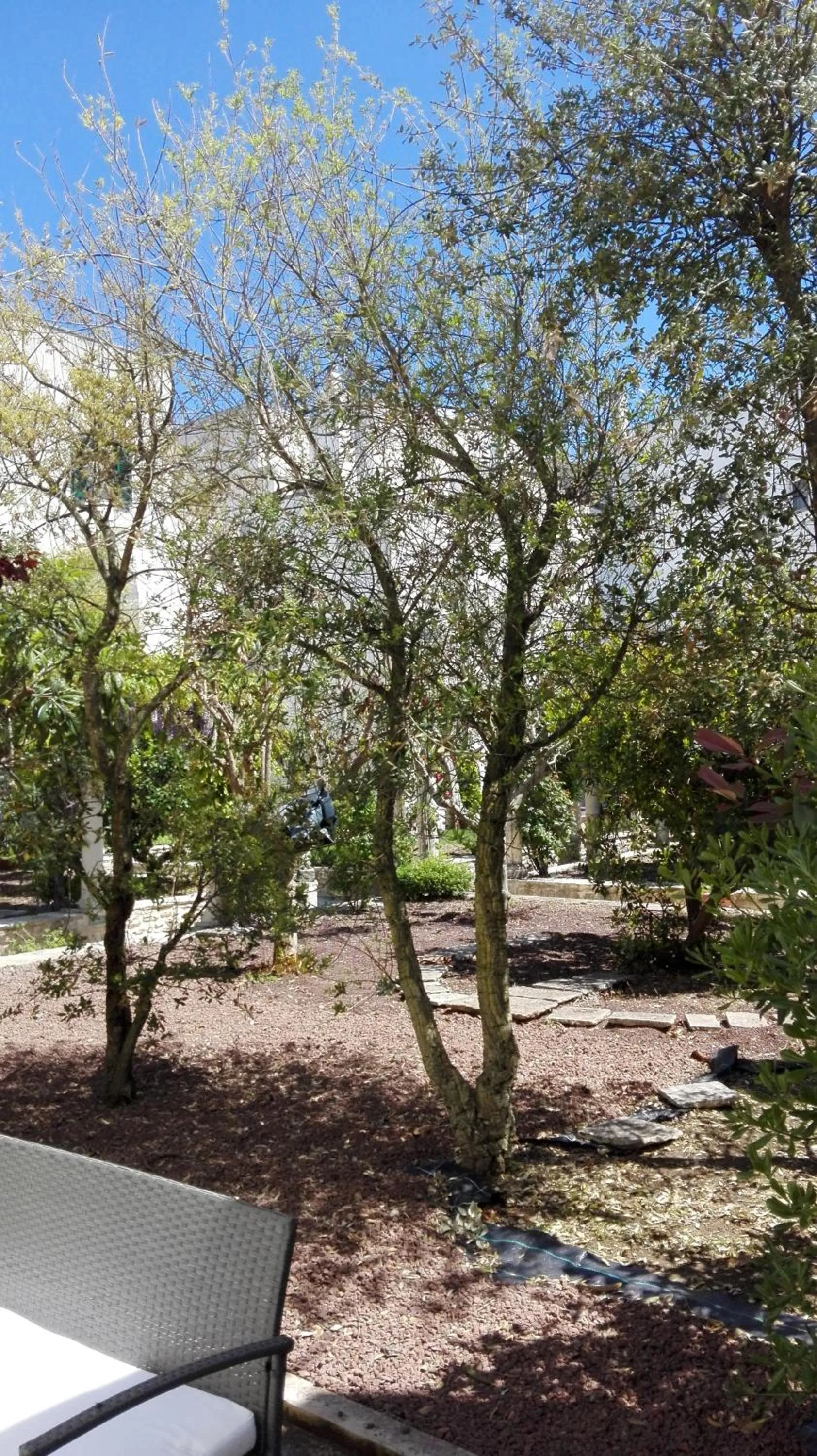 Garden view in Casa Adele - Dimora del 1700 nel centro storico