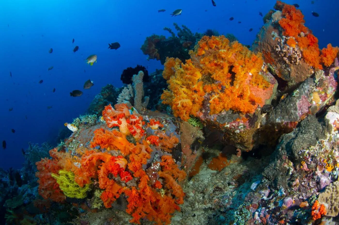 Diving in Lembeh Resort