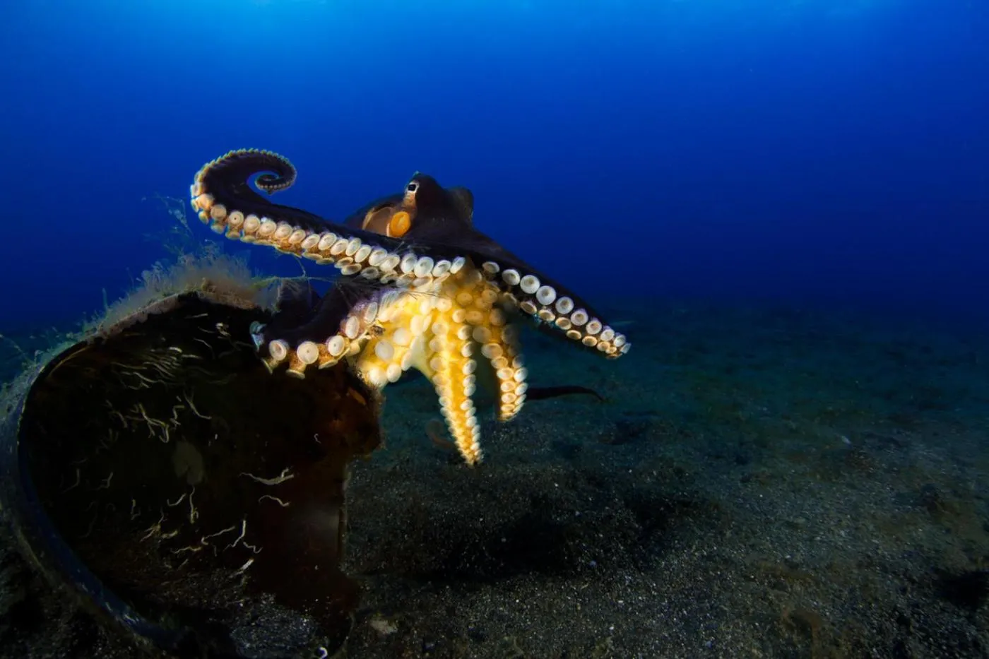 Diving in Lembeh Resort