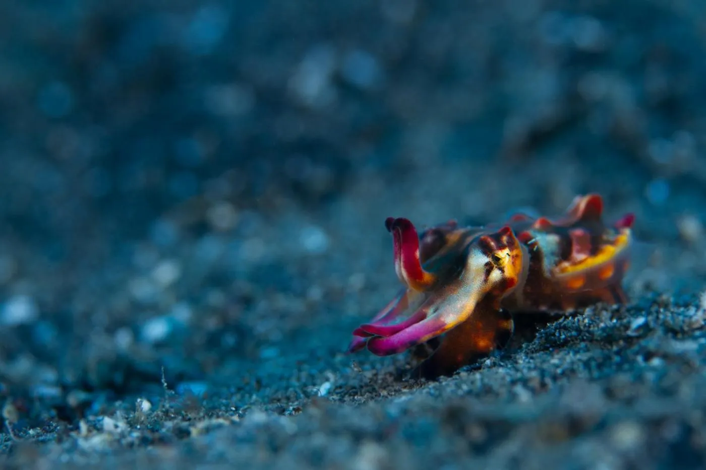 Diving in Lembeh Resort