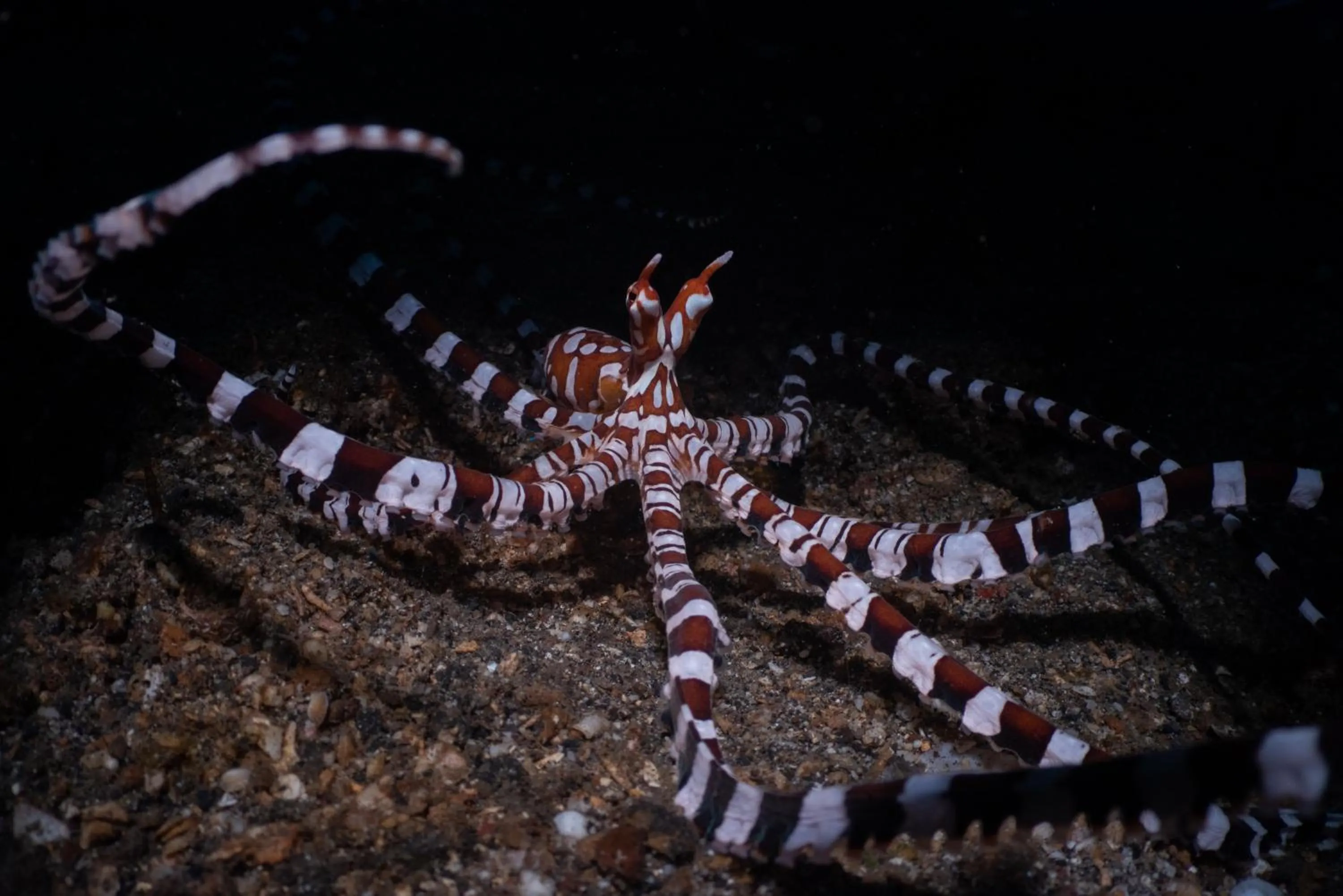 Activities in Lembeh Resort