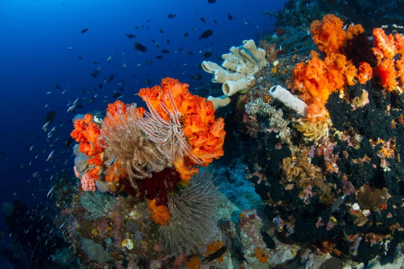 Diving in Lembeh Resort