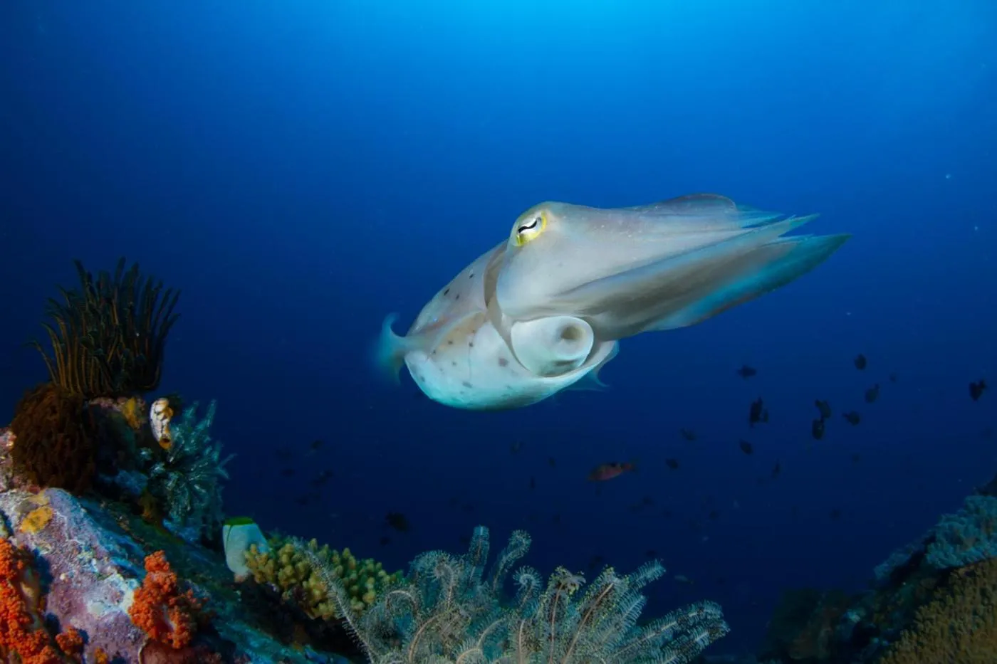 Diving in Lembeh Resort