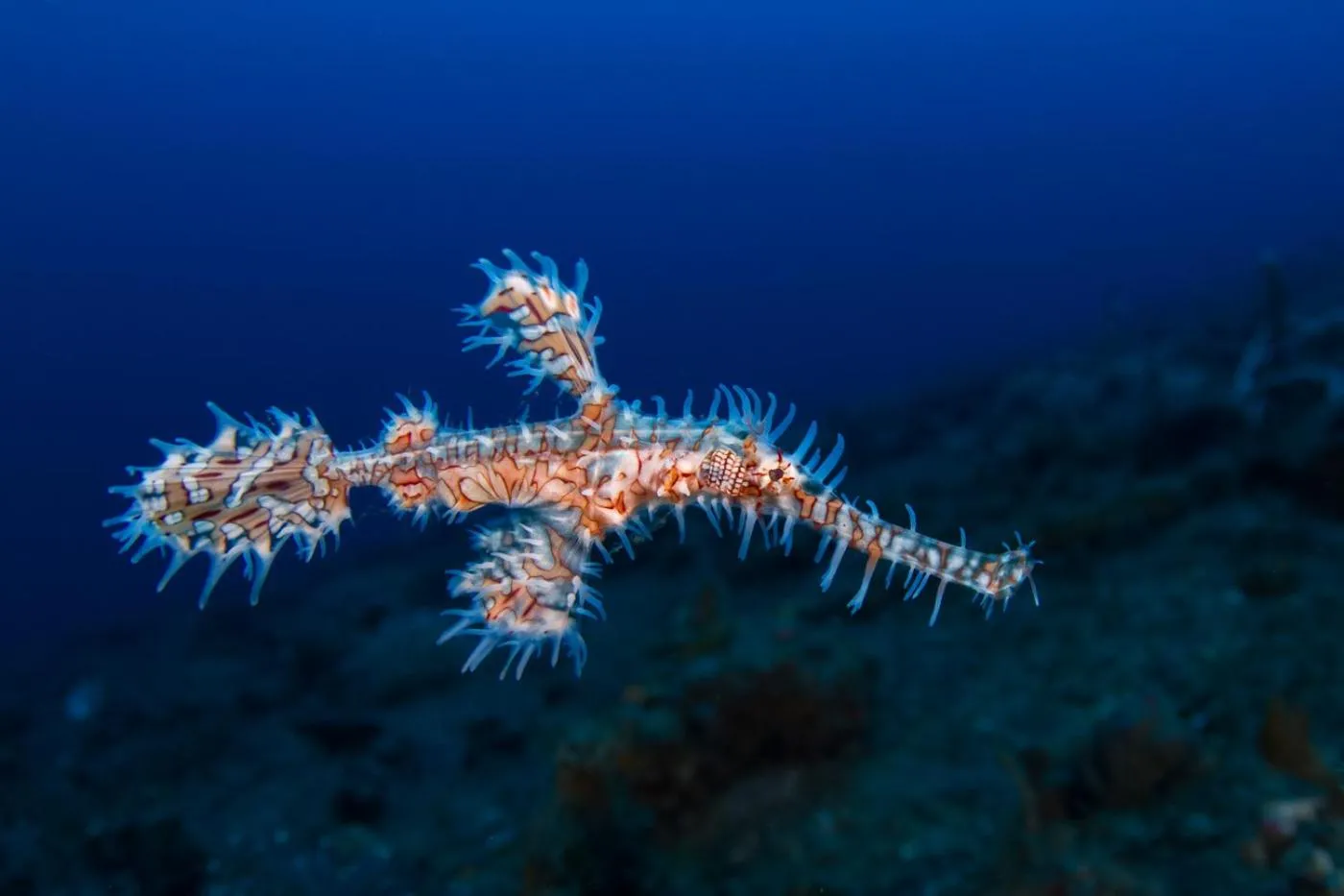 Diving in Lembeh Resort