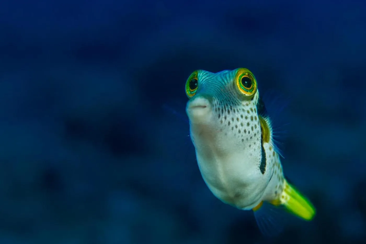 Diving in Lembeh Resort