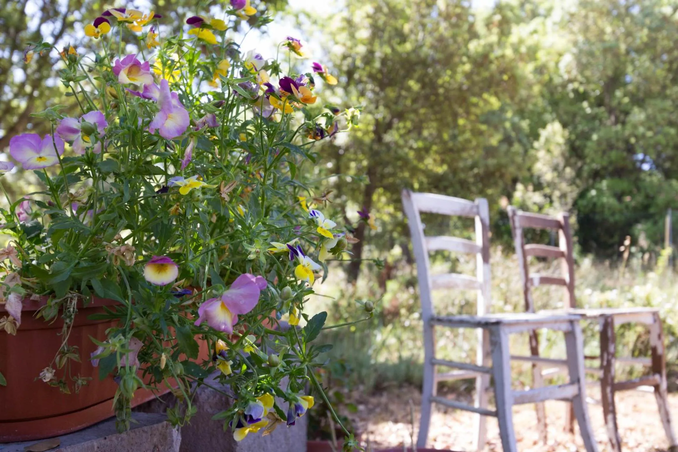 Day in Su Pitiolu - casa vacanze