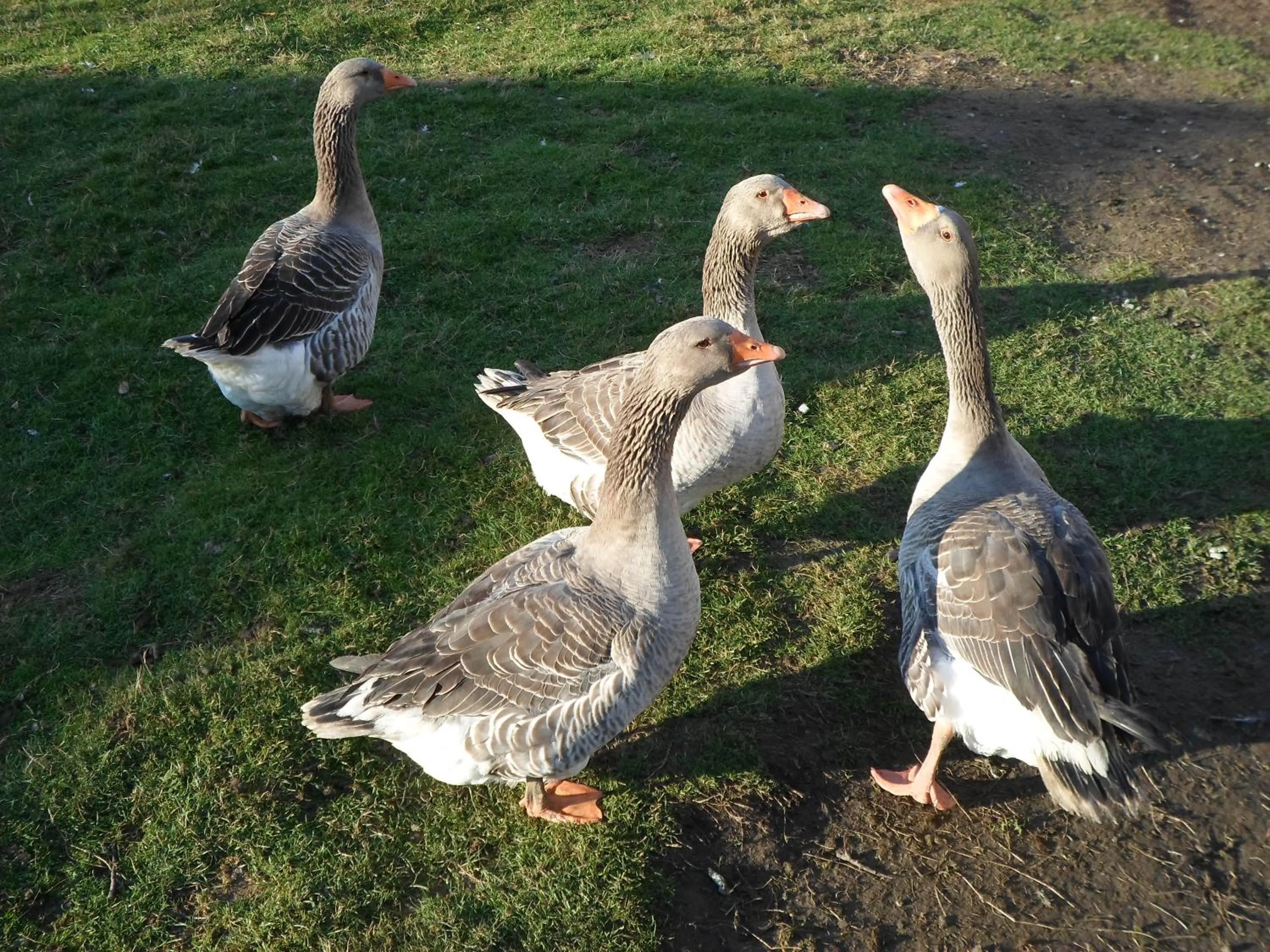 Pets in Les Colombes de la Baie du Mont Saint-Michel