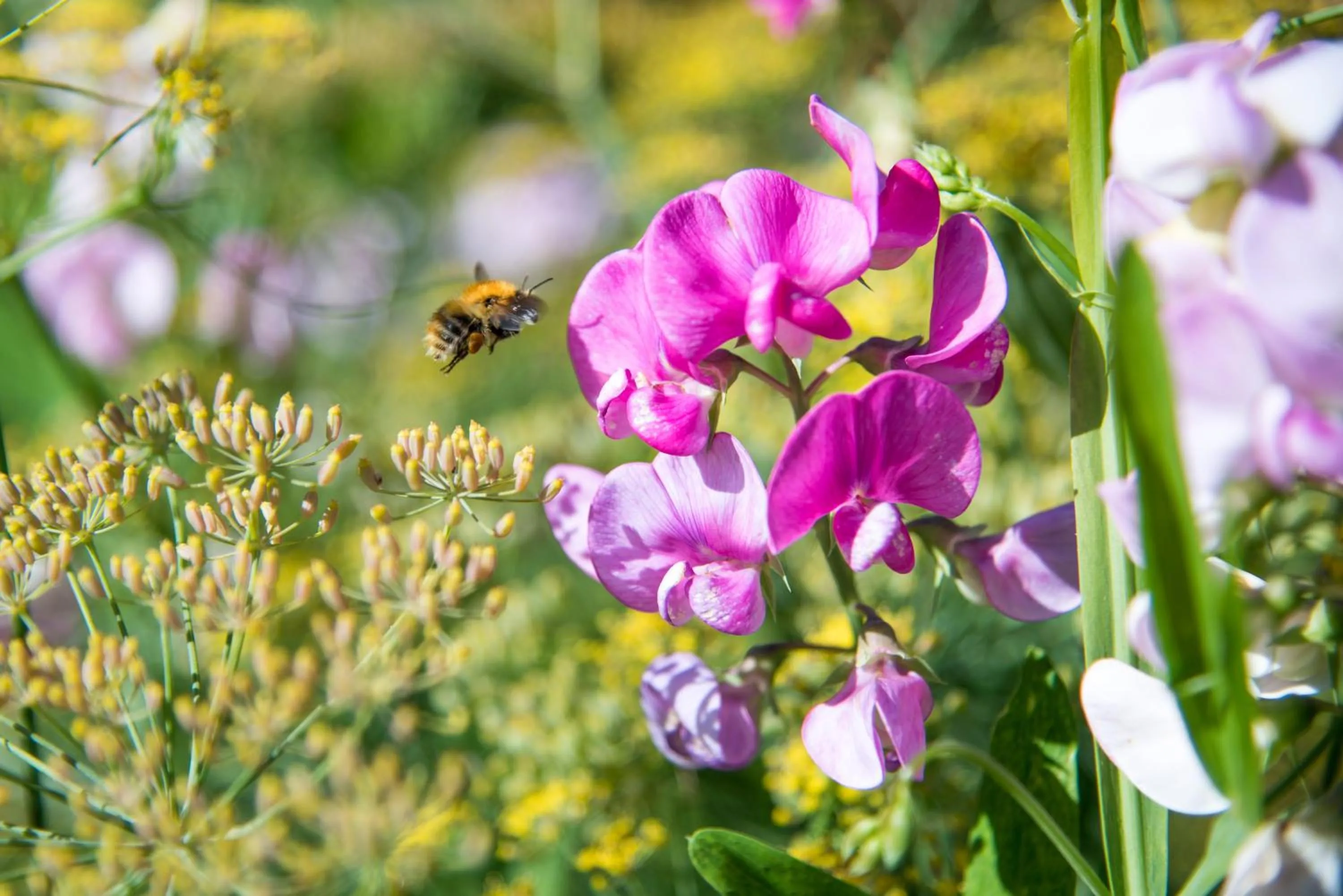 Garden in The Montagu Arms