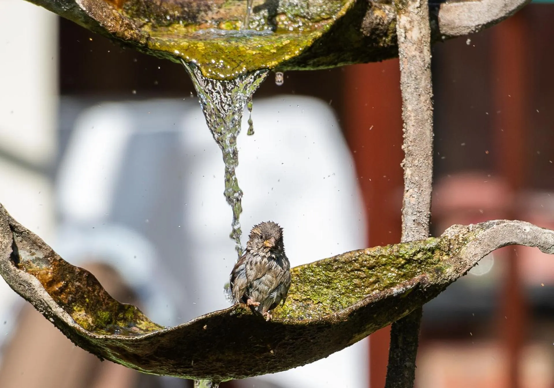 Garden in The Montagu Arms