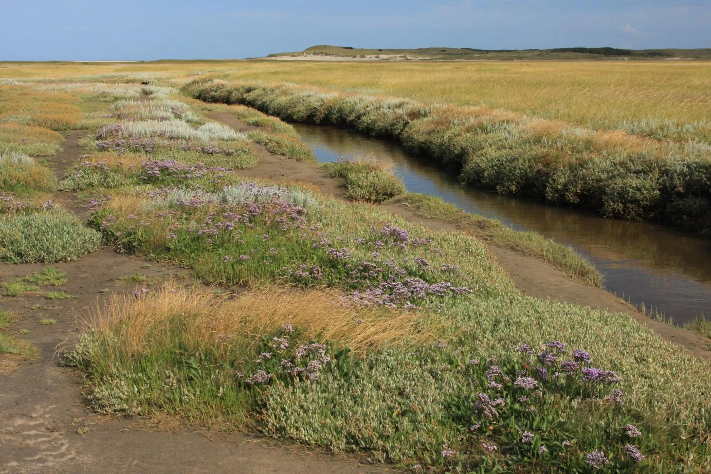Natural landscape in 't lant van Texsel