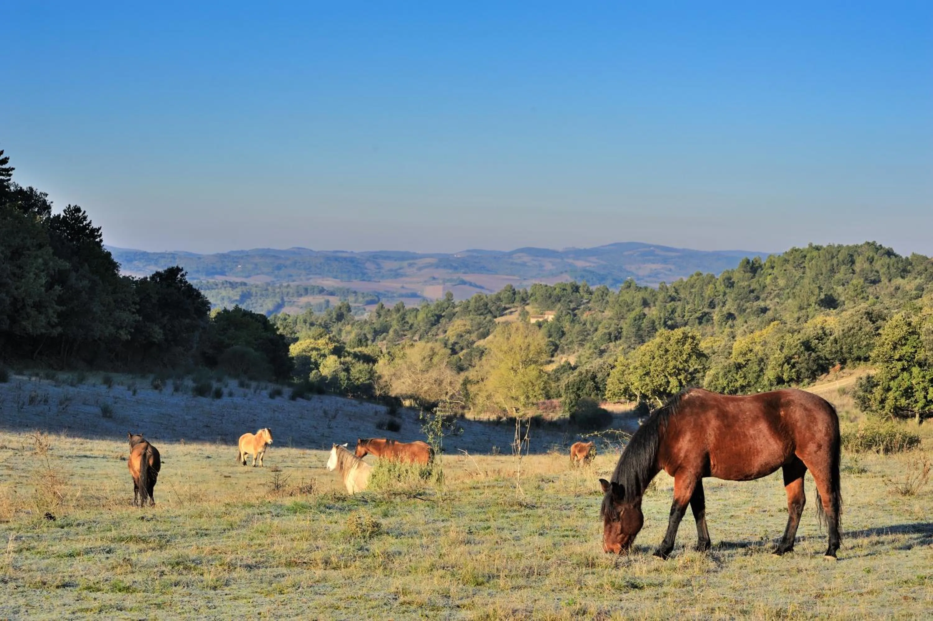 Horse-riding in Domaine De Fraisse