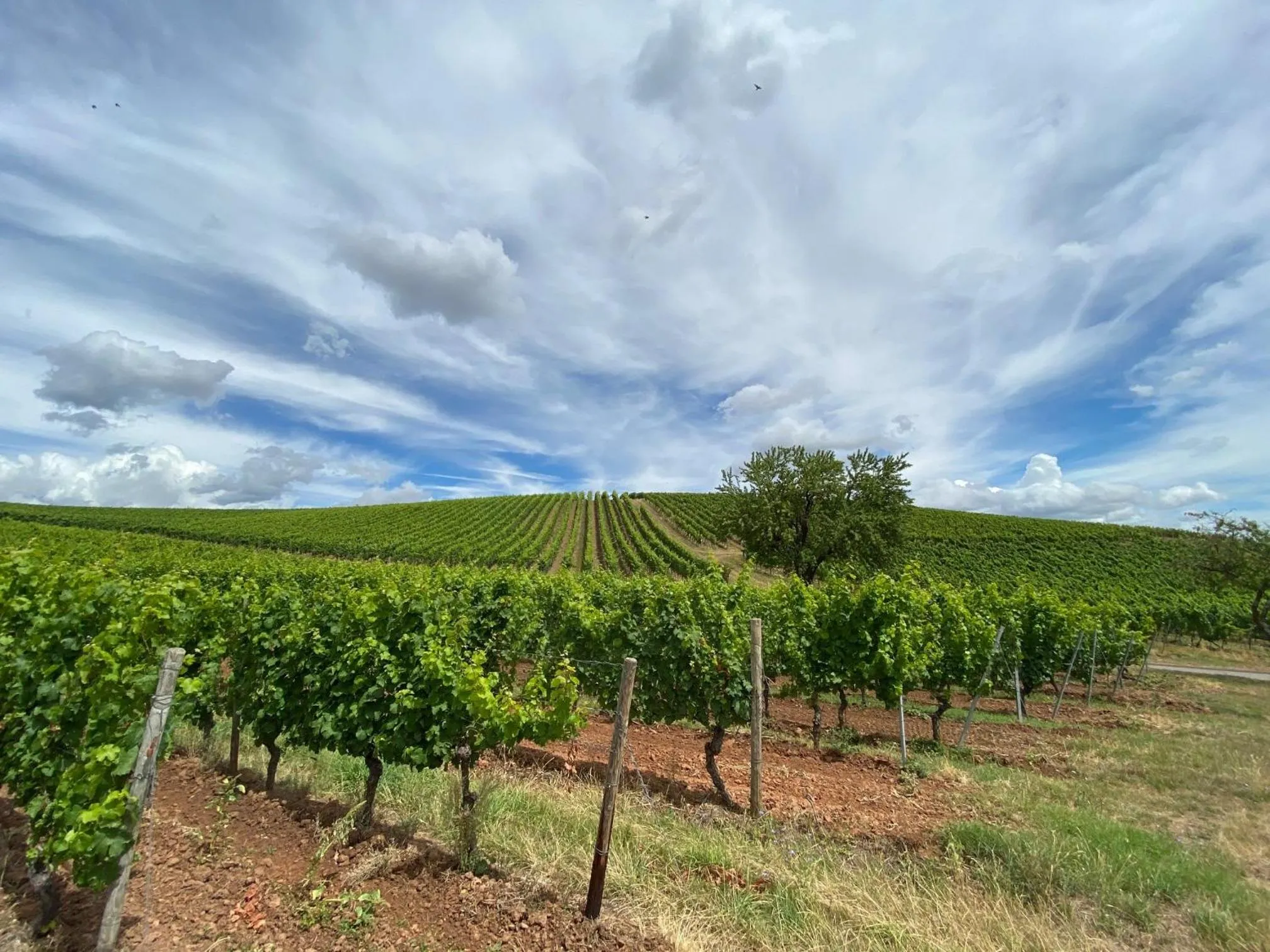 Natural landscape in IBB Hotel Ingelheim