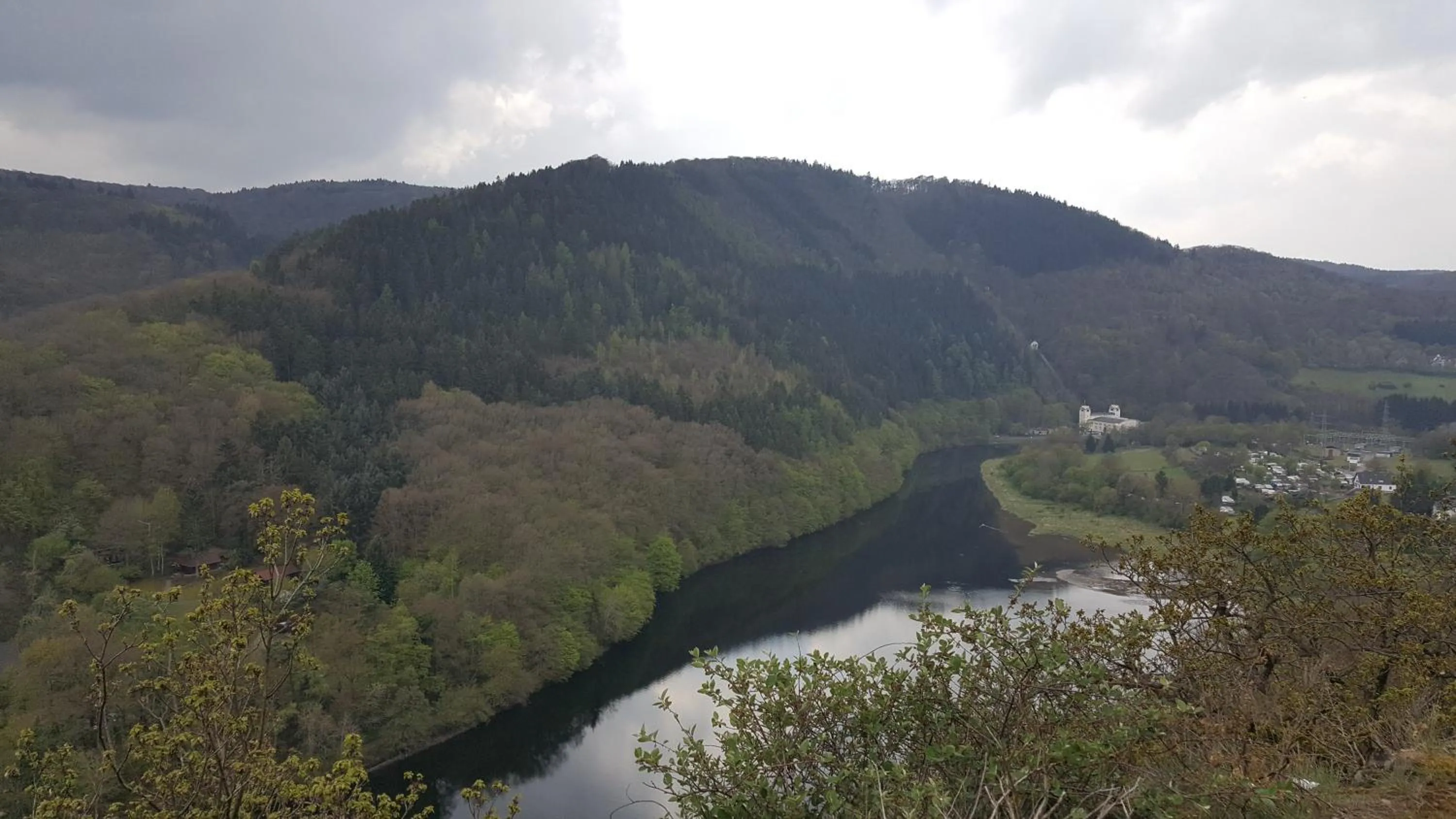 Eifelblümchen