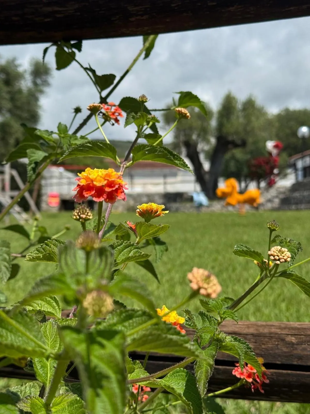 Garden in Cilento Dreams Village