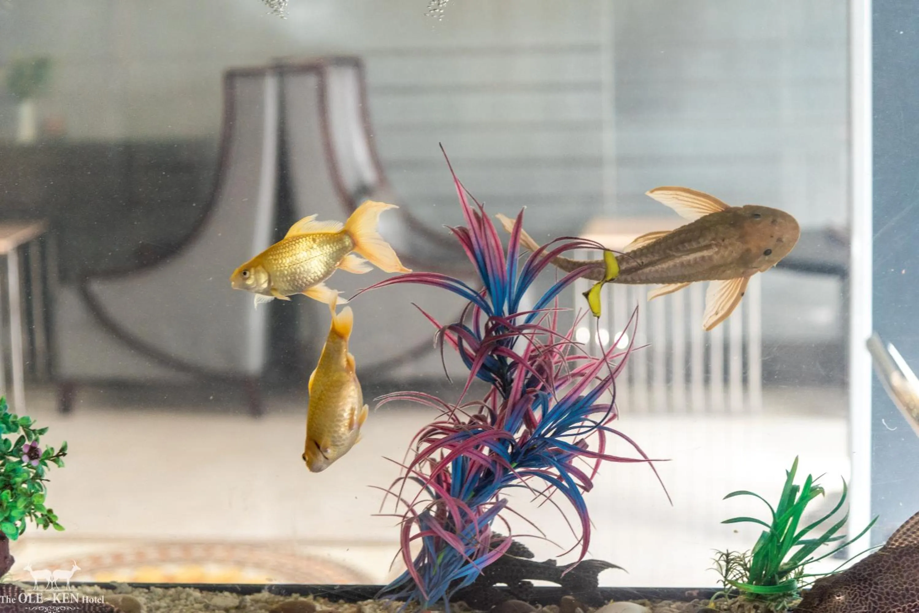 Lobby or reception in The Ole-Ken Hotel