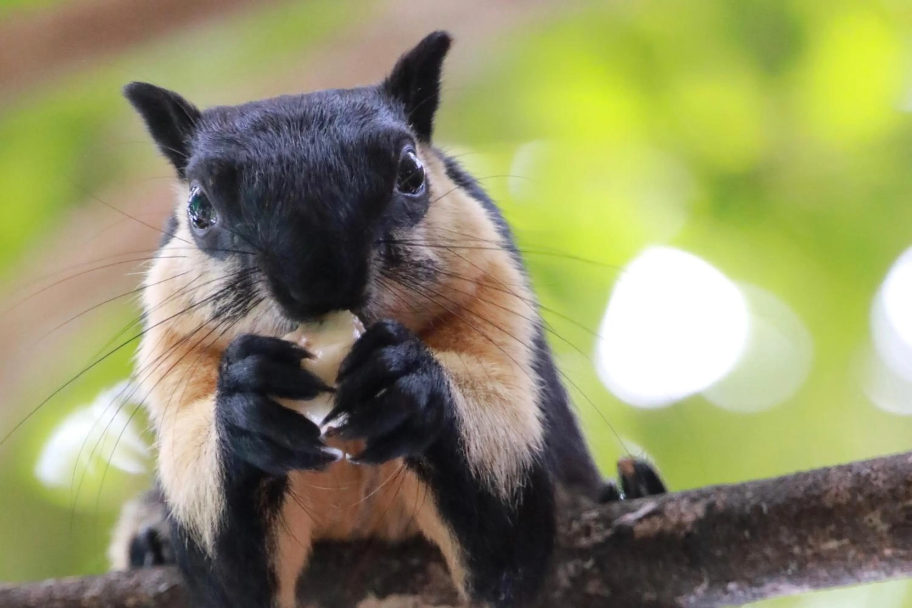 Animals in Rapala Rock Wood Resort- SHA Plus