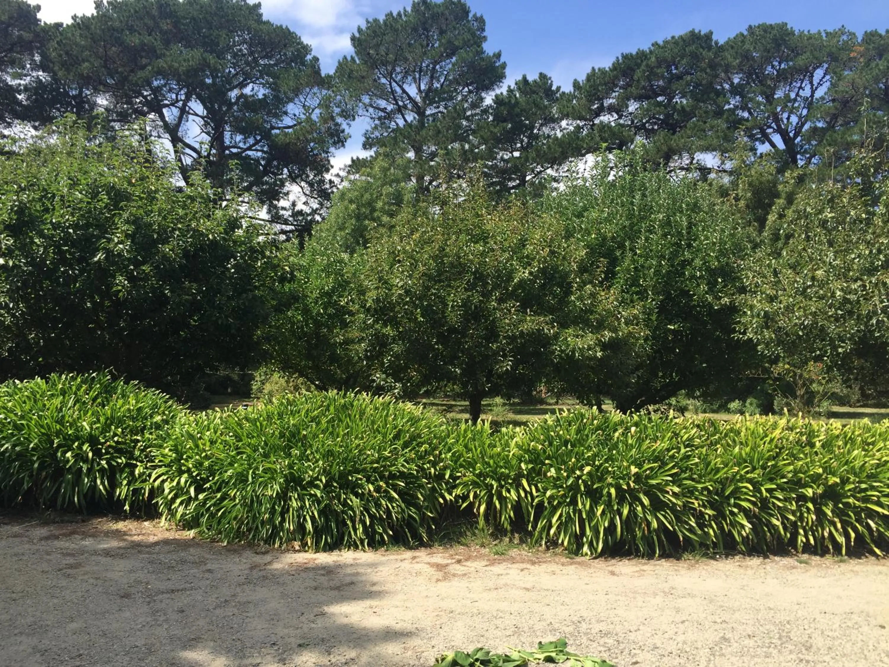 Garden in Sherwood Park bed and breakfast
