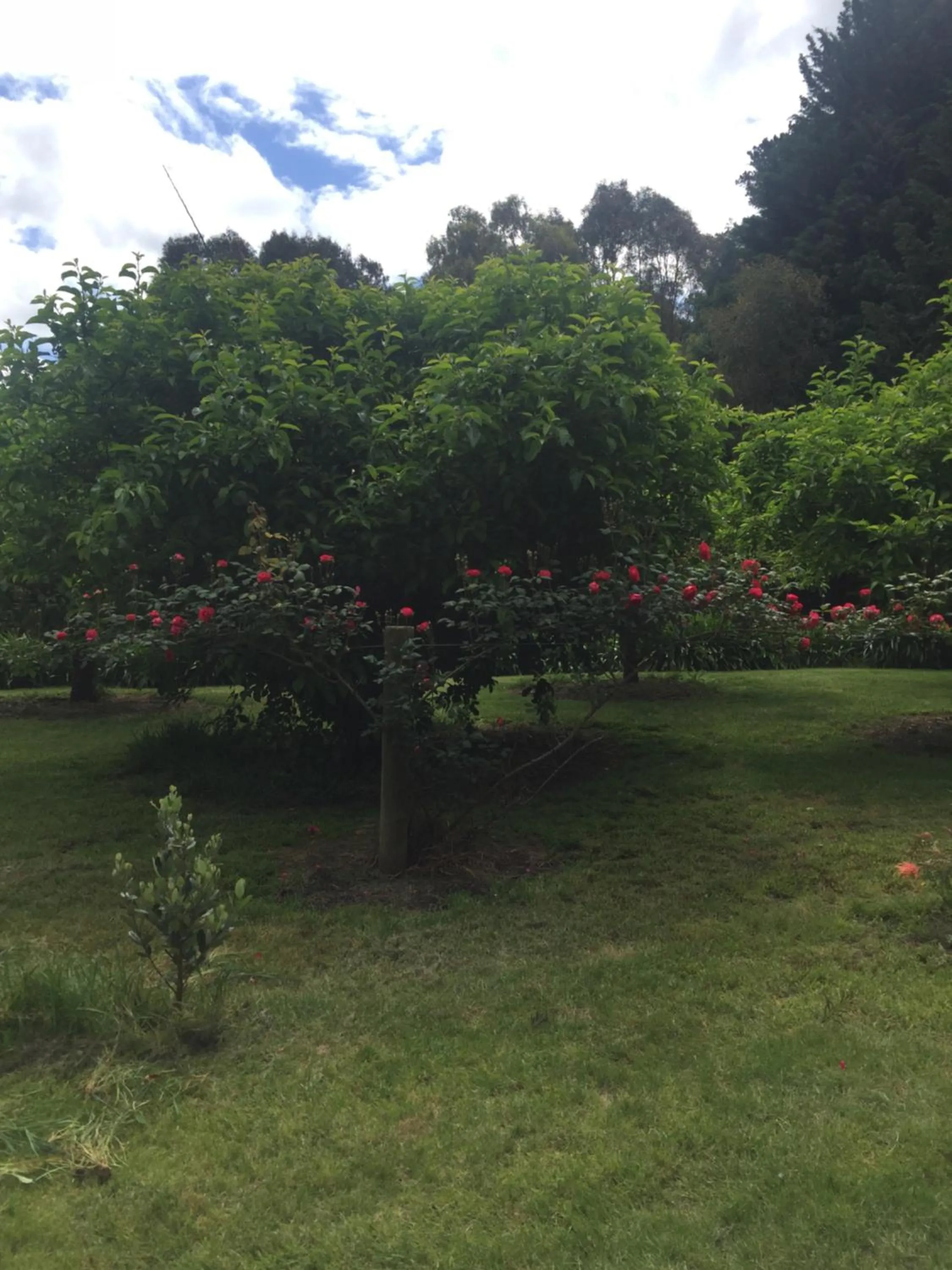 Garden in Sherwood Park bed and breakfast