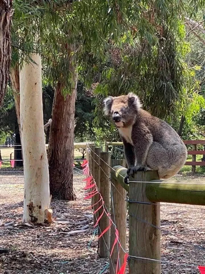 Animals in Sherwood Park bed and breakfast