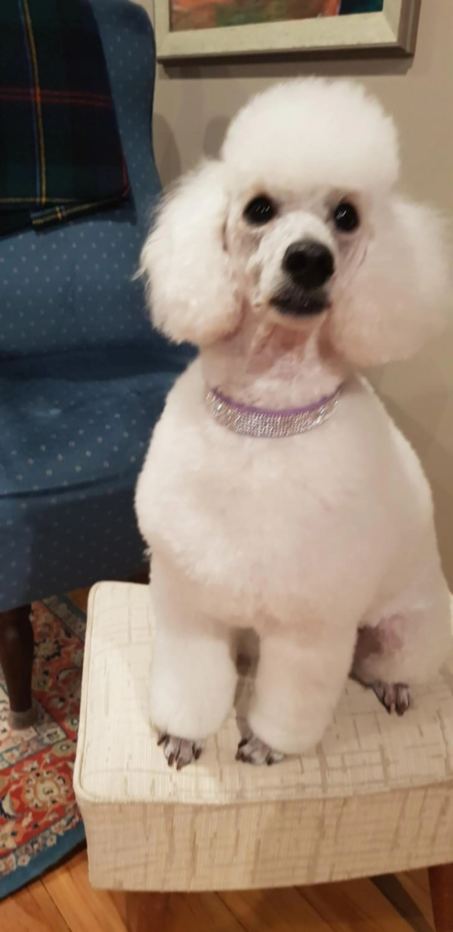 Pets in Rosemount B&B by the Sea St Clair