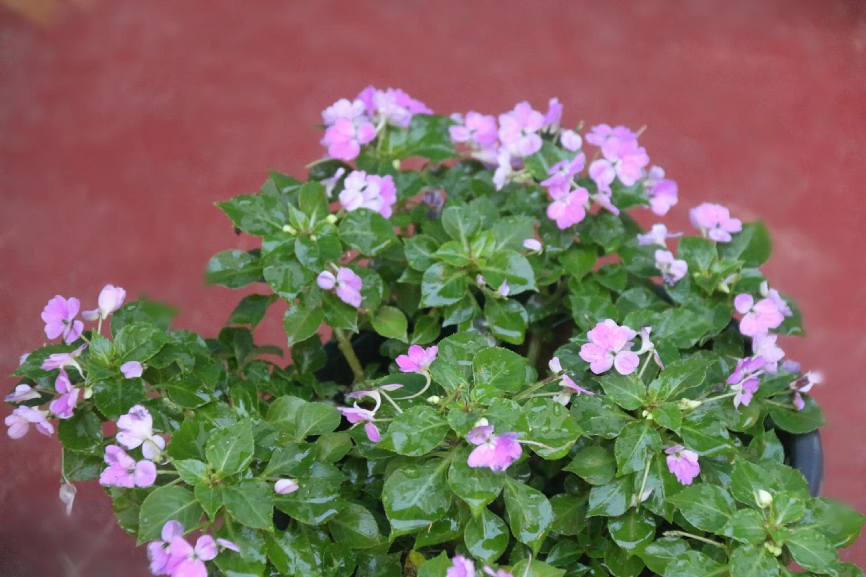 Apple Sara Home Stay