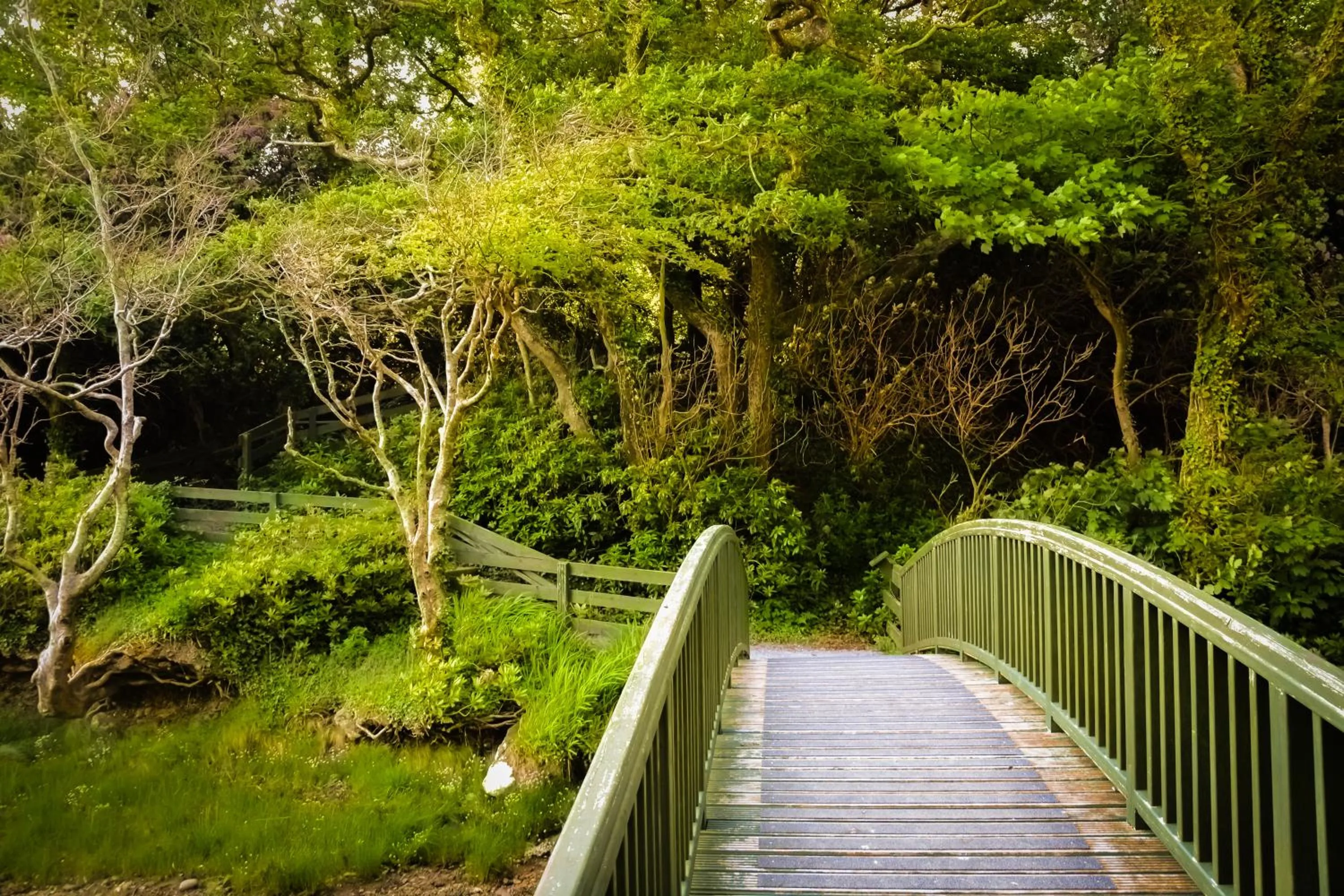 Natural landscape in Parknasilla Resort & Spa