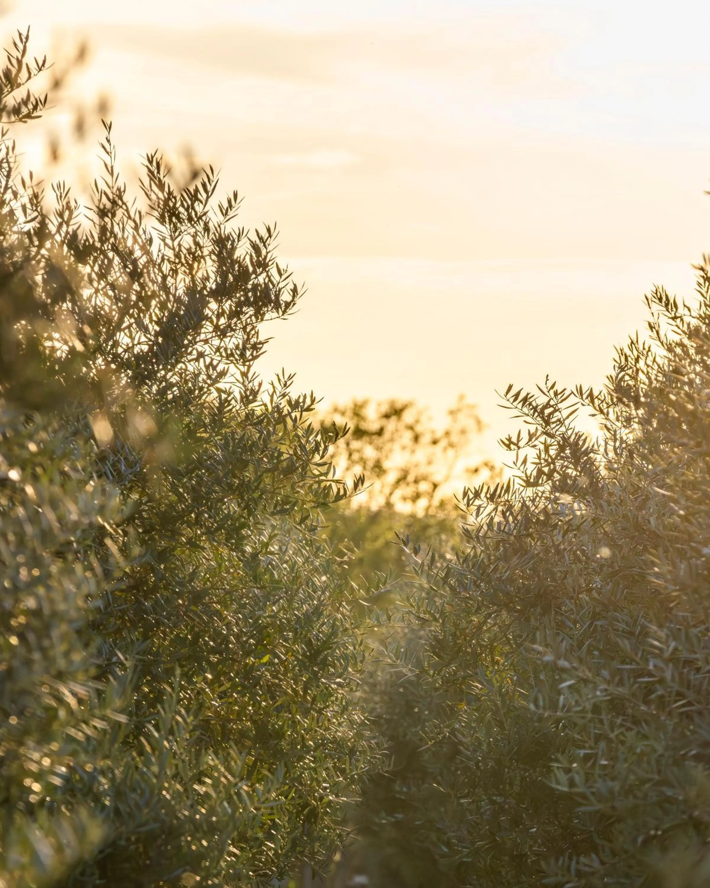 Day in Domaine des Andéols