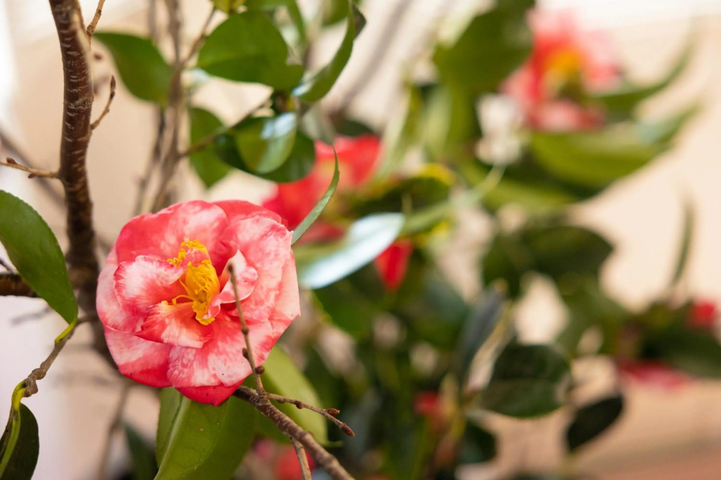 Decorative detail in Sakurajima Seaside Hotel