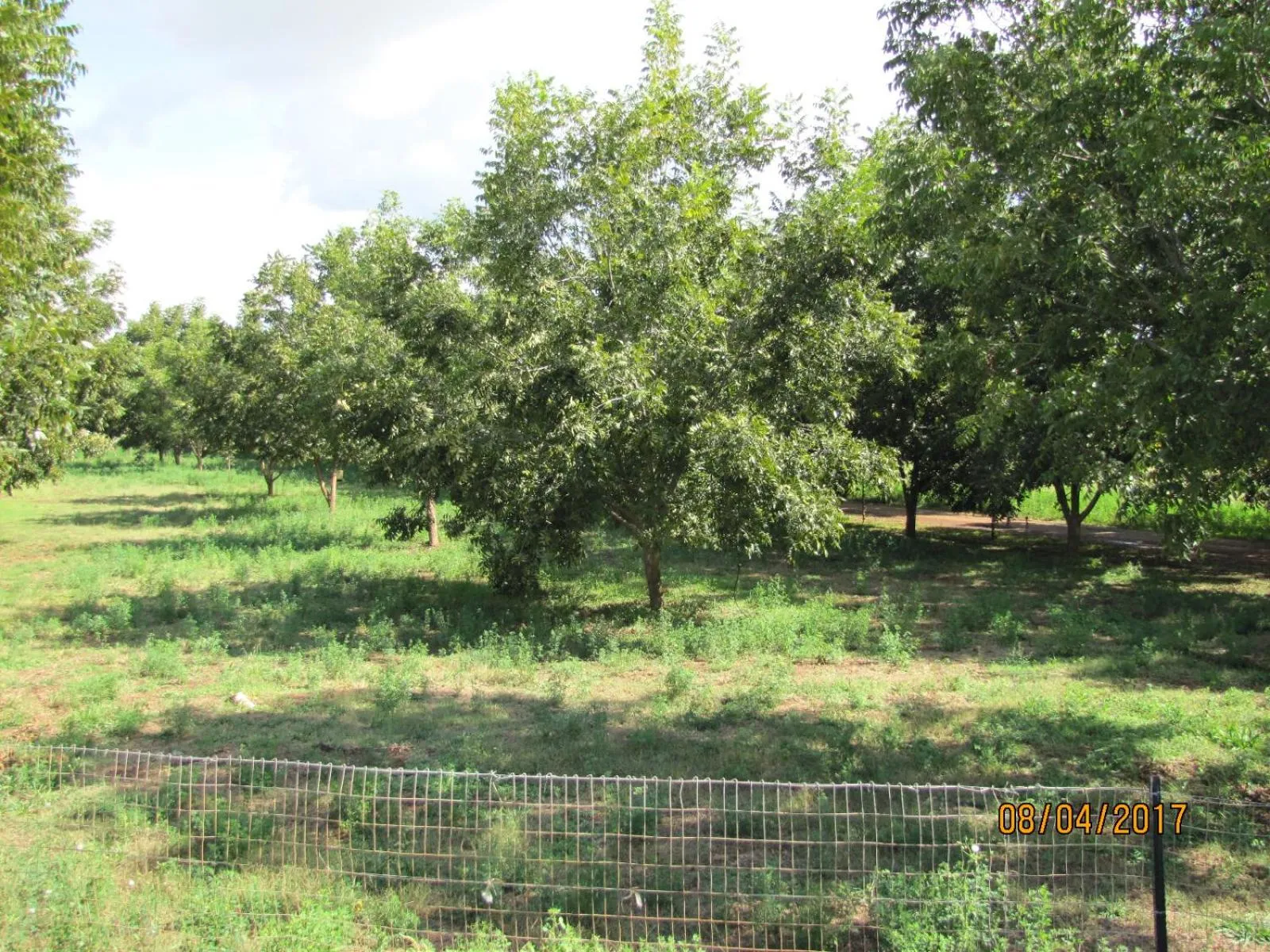 Garden view in Millstream Inn guest house