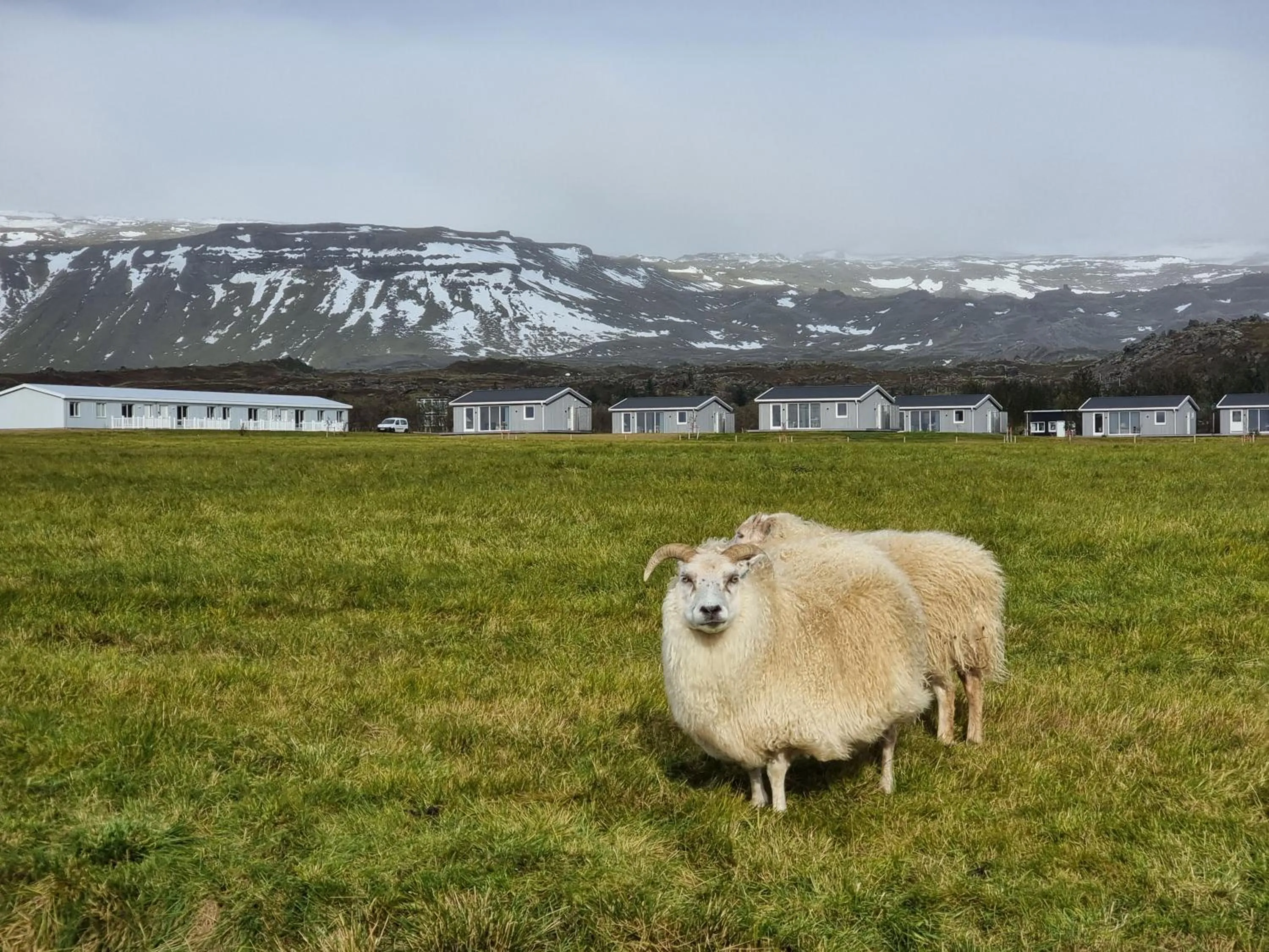 Animals in Miðhraun - Lava resort & Restaurant
