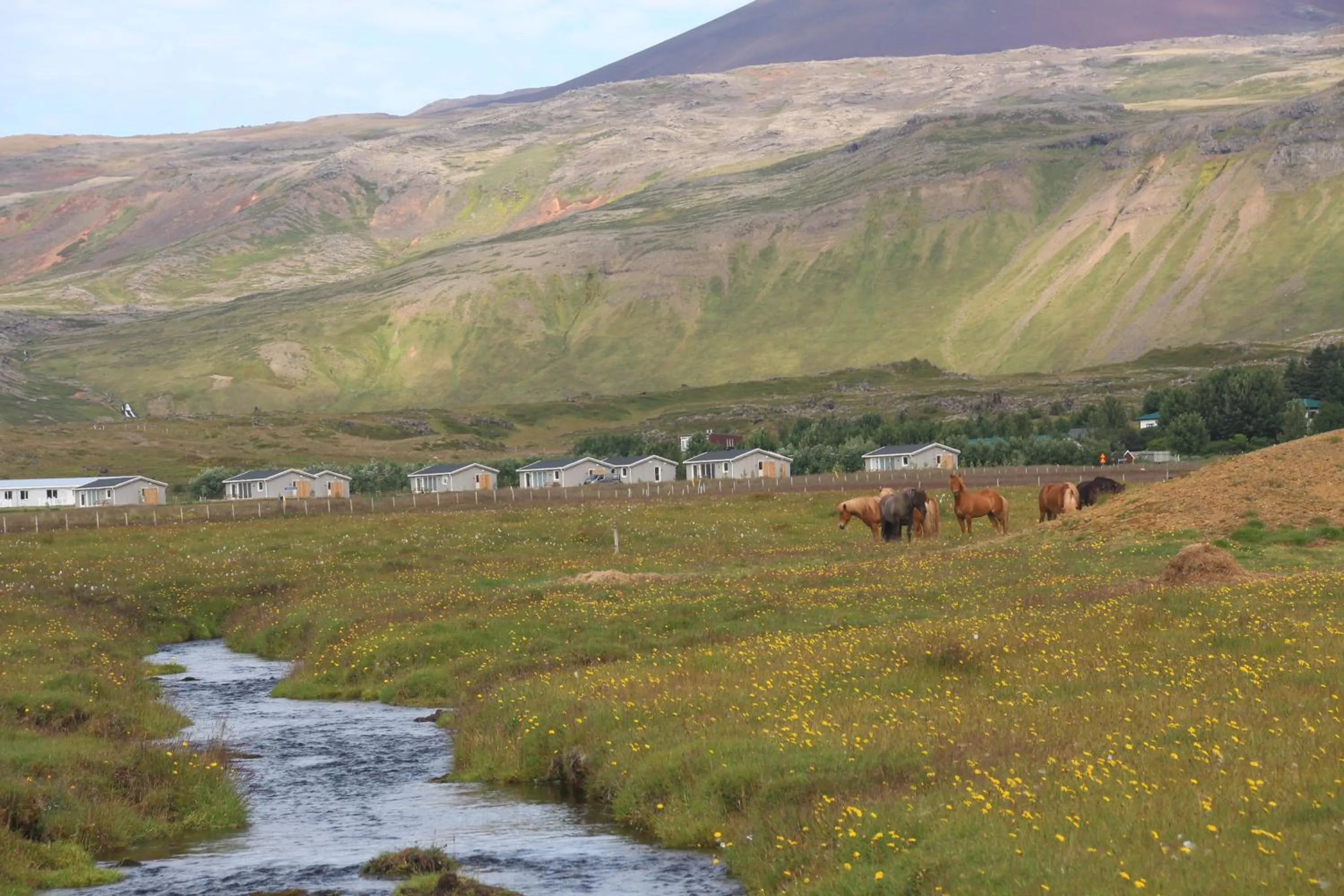 Animals in Miðhraun - Lava resort & Restaurant