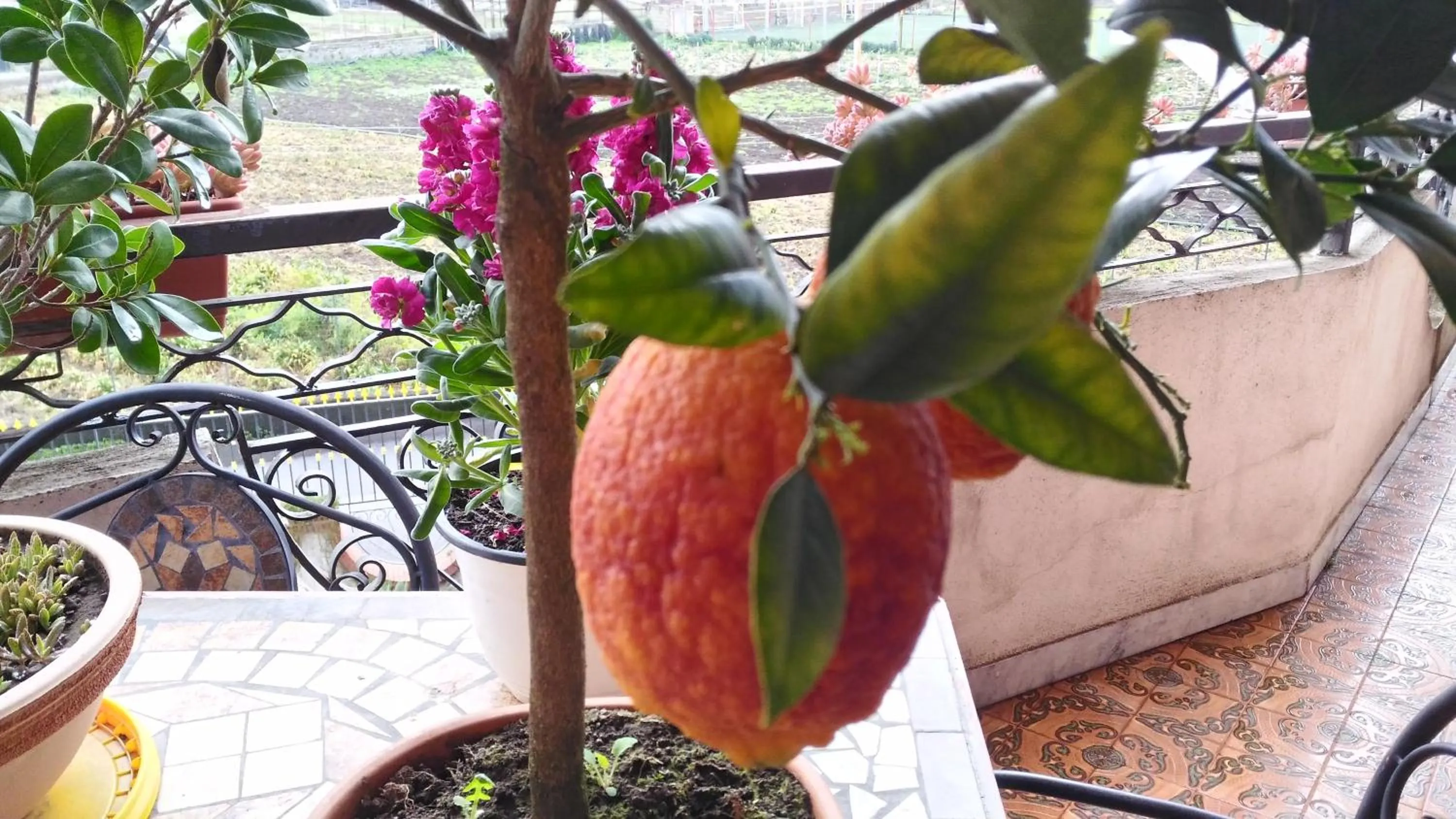 Garden in B&b Le Cycas