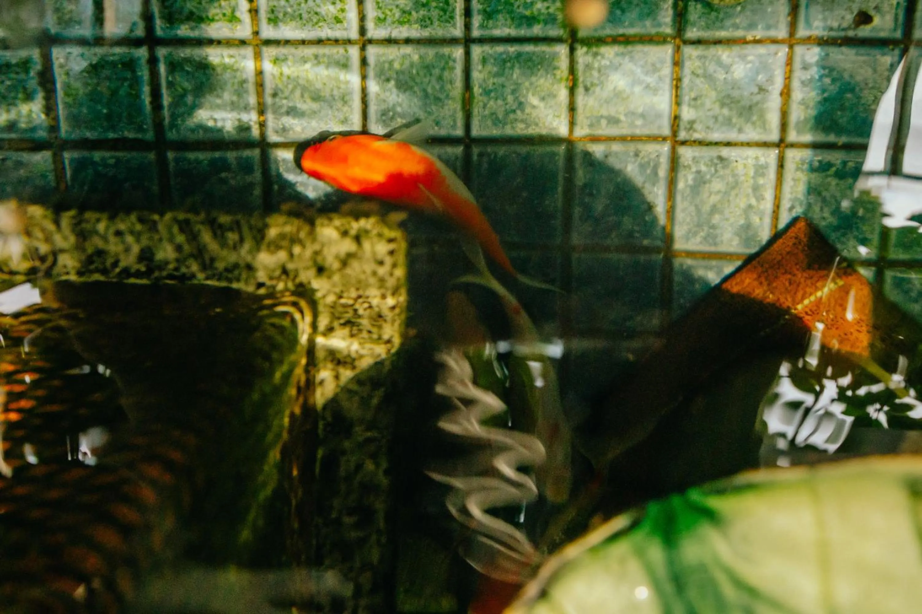 Animals in Urbanest Inn House TB Simatupang