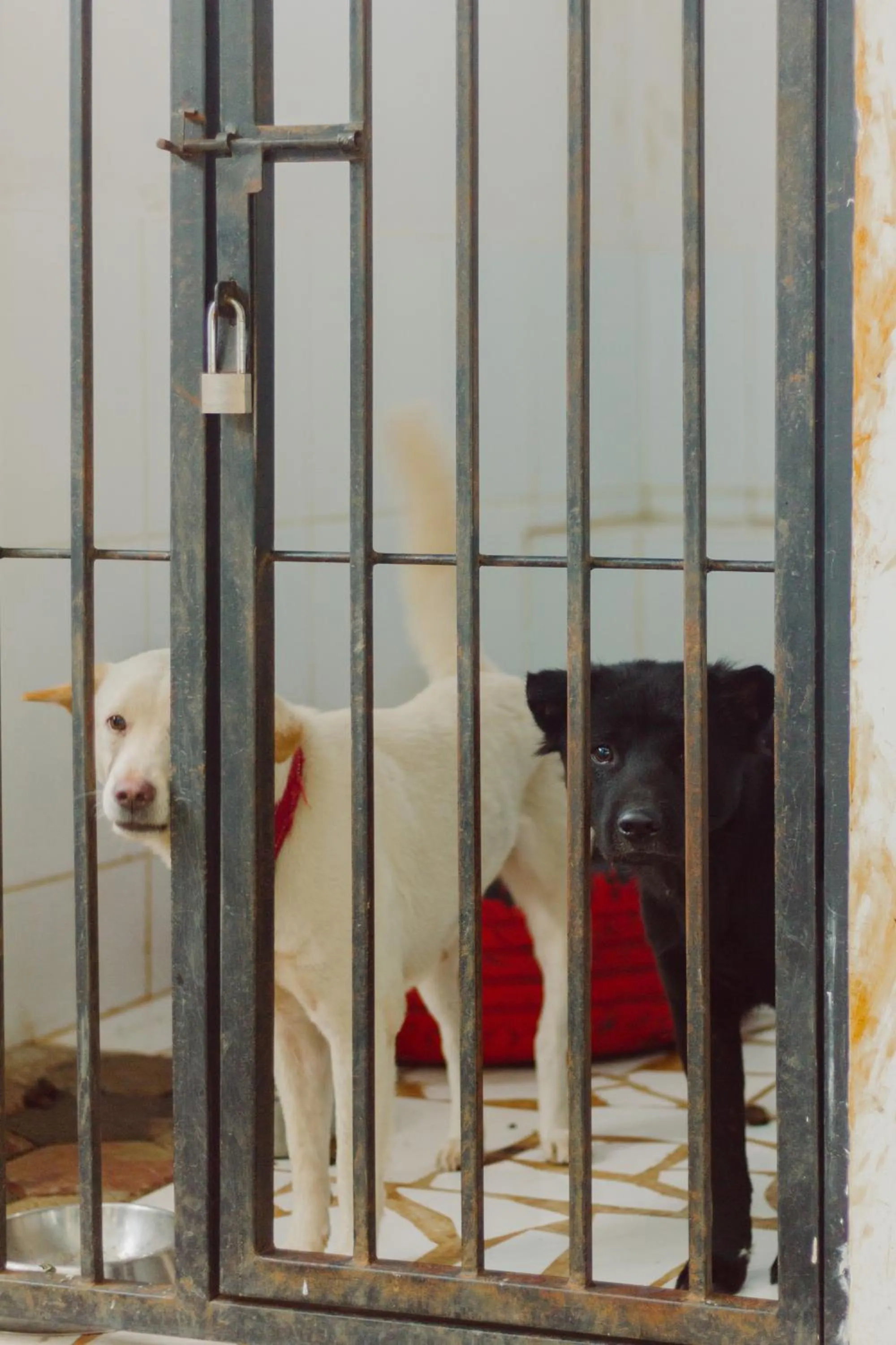 Pets in Urbanest Inn House TB Simatupang