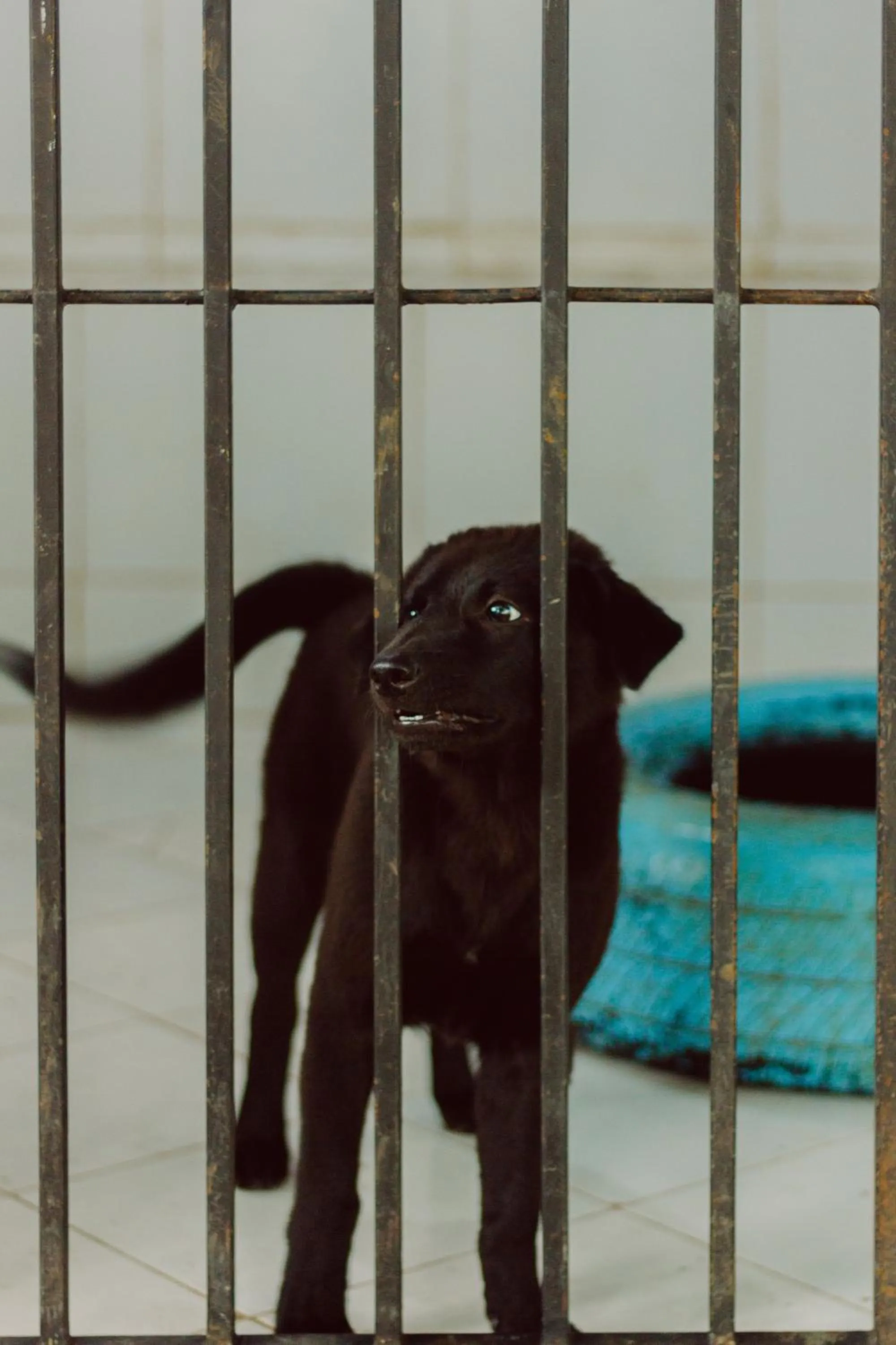 Pets in Urbanest Inn House TB Simatupang