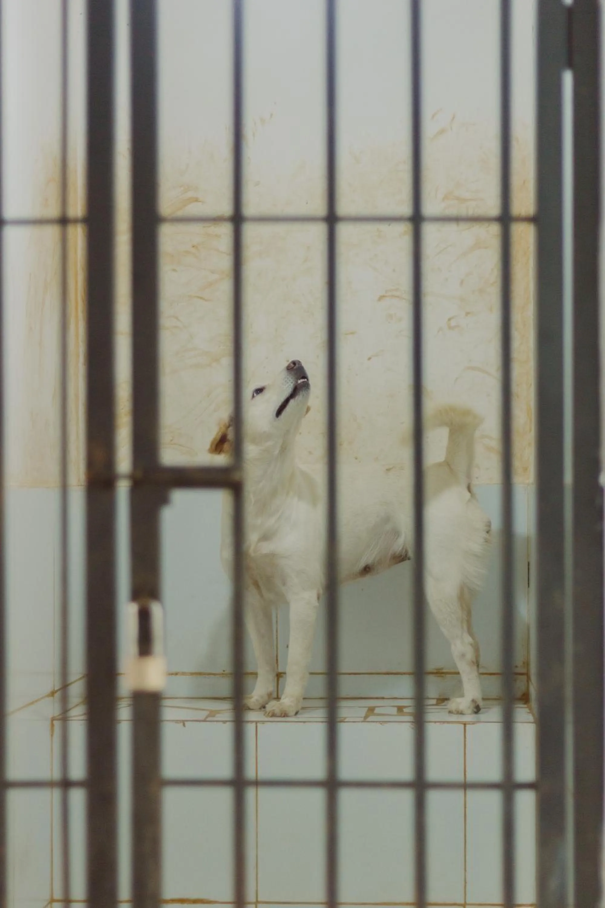 Pets in Urbanest Inn House TB Simatupang