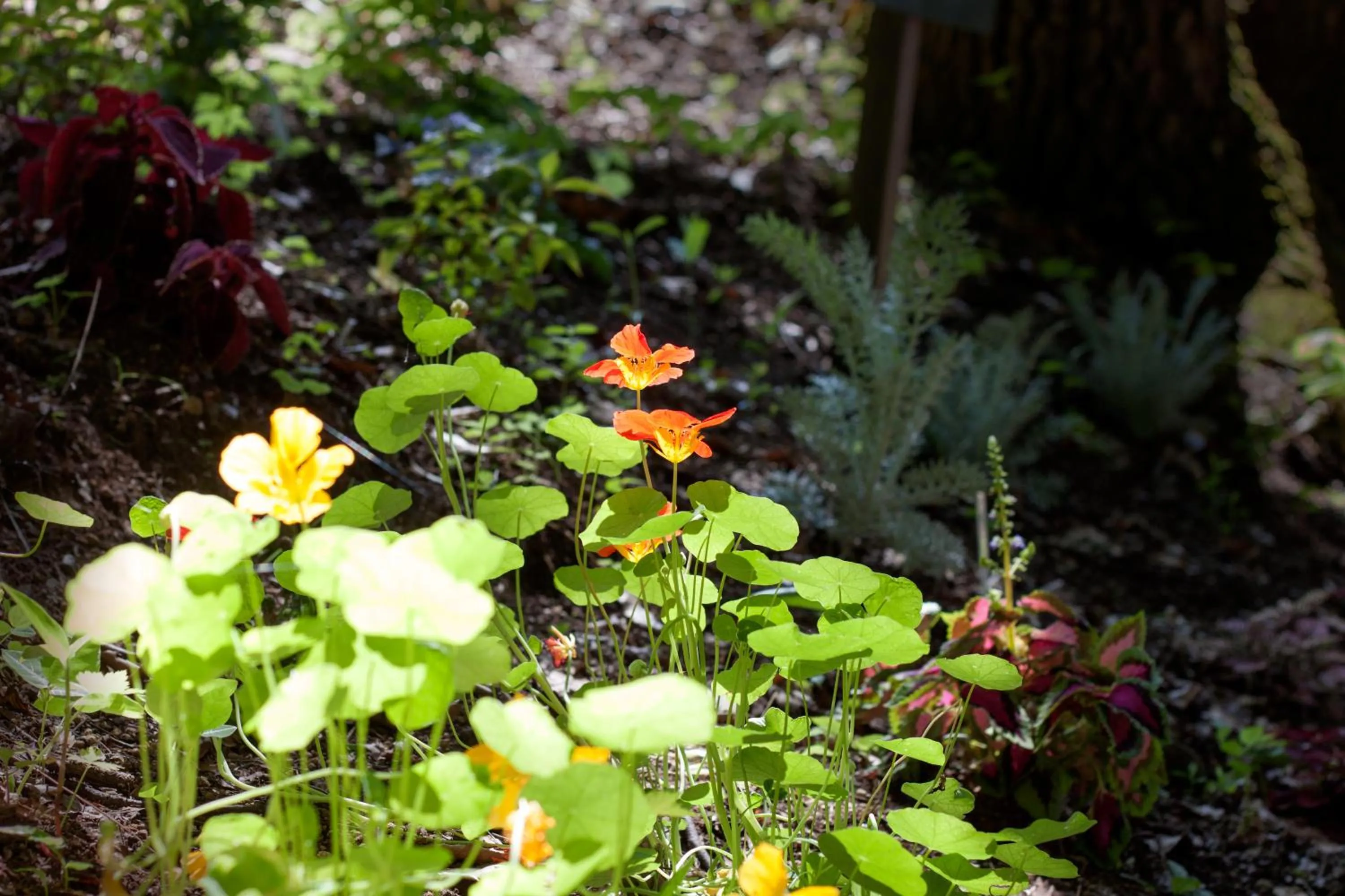 Garden in Hutte Lied