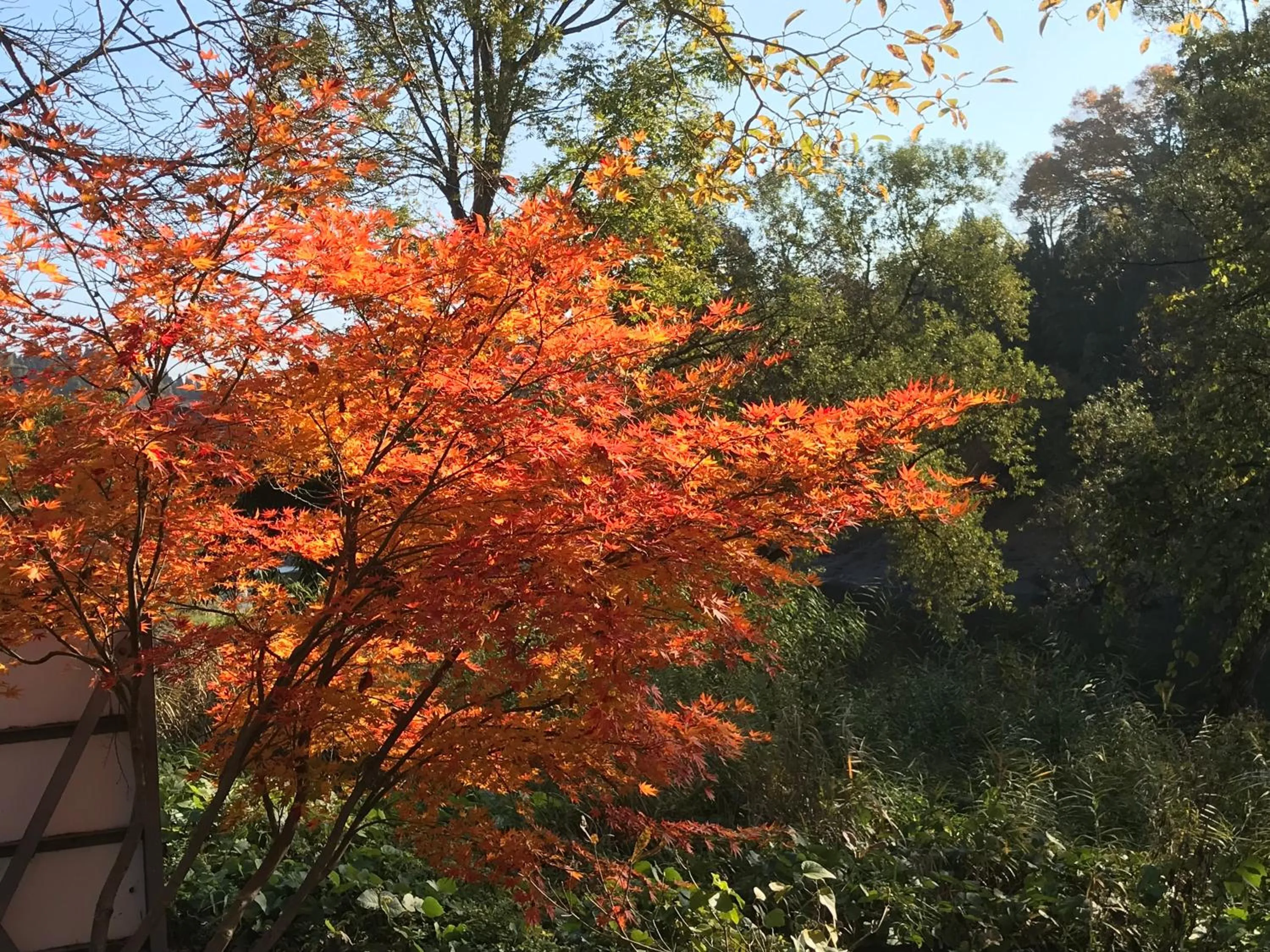 Garden in Shinano Sou
