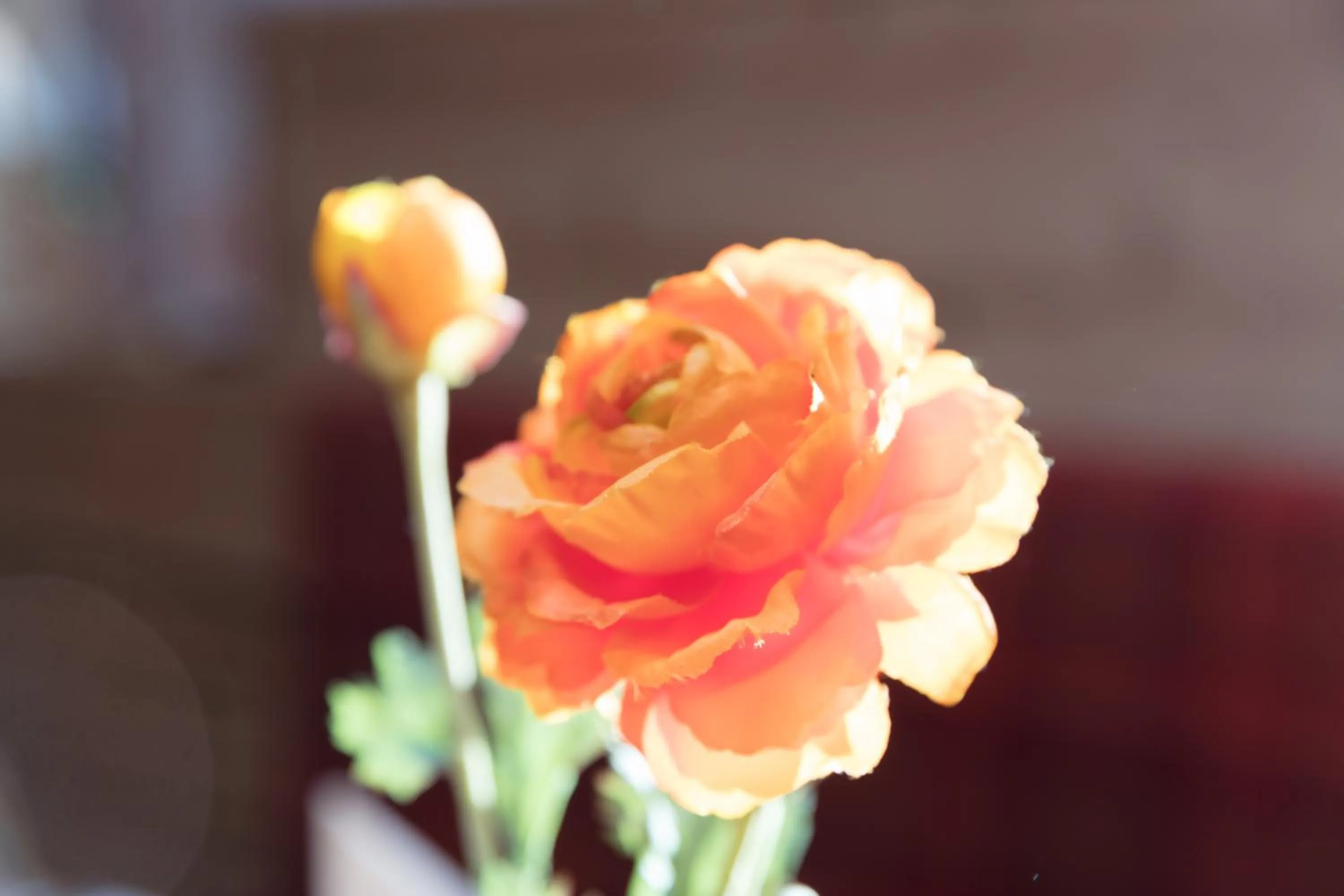 Restaurant/places to eat in Landhotel Steigenhaus