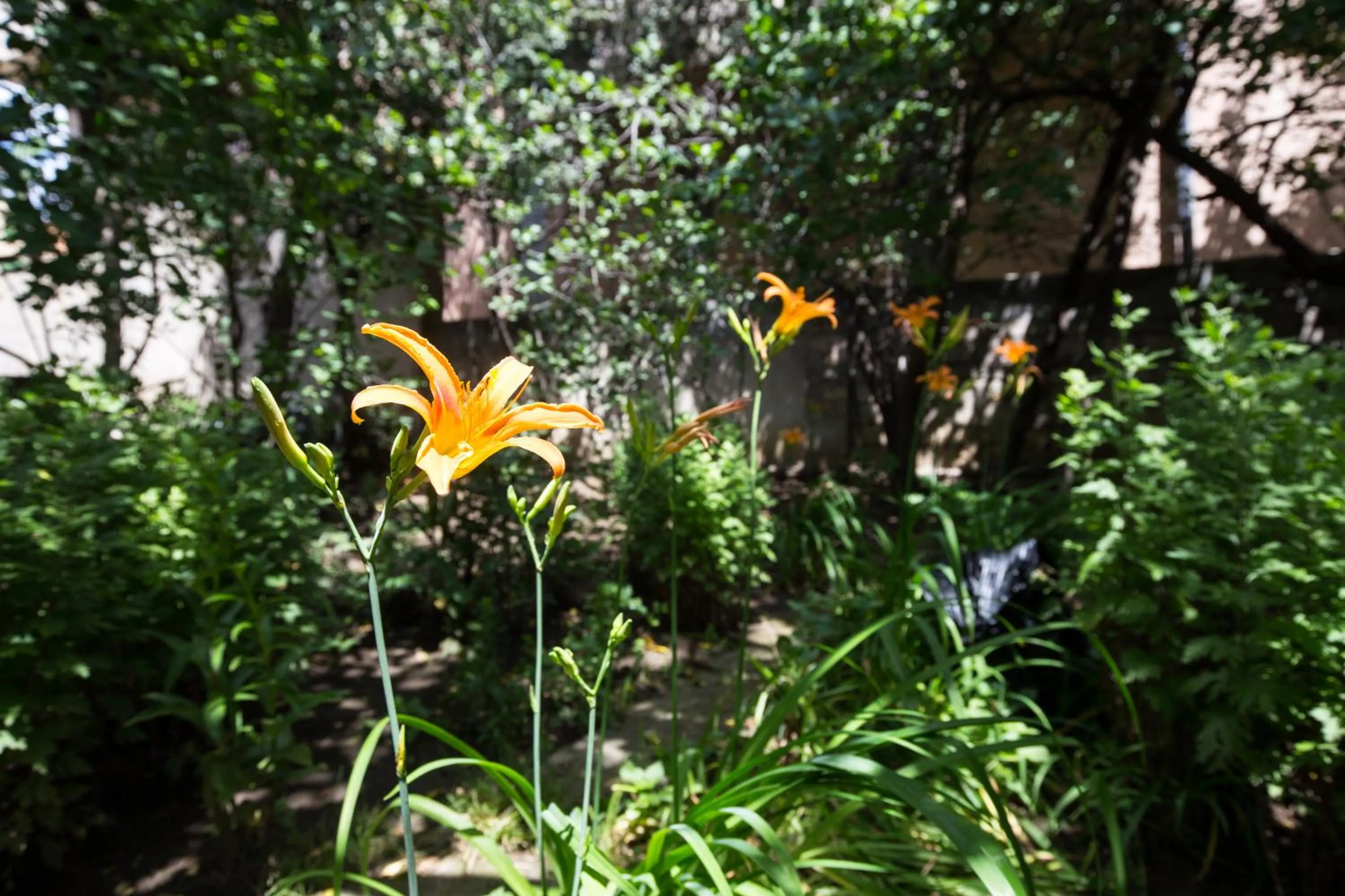 Garden in Mary's Apartment