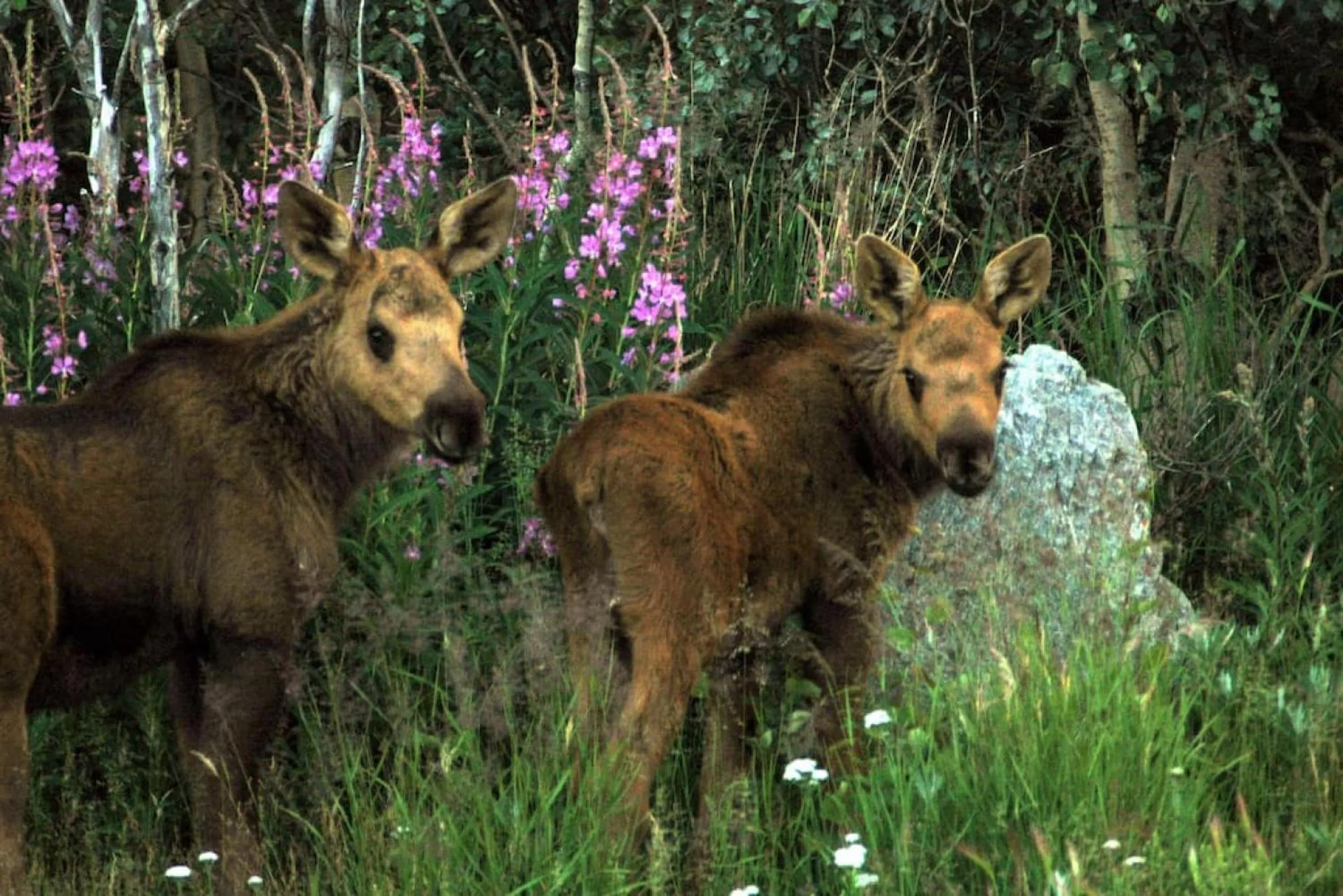 Denali Park 2 Bedroom Mom in Law