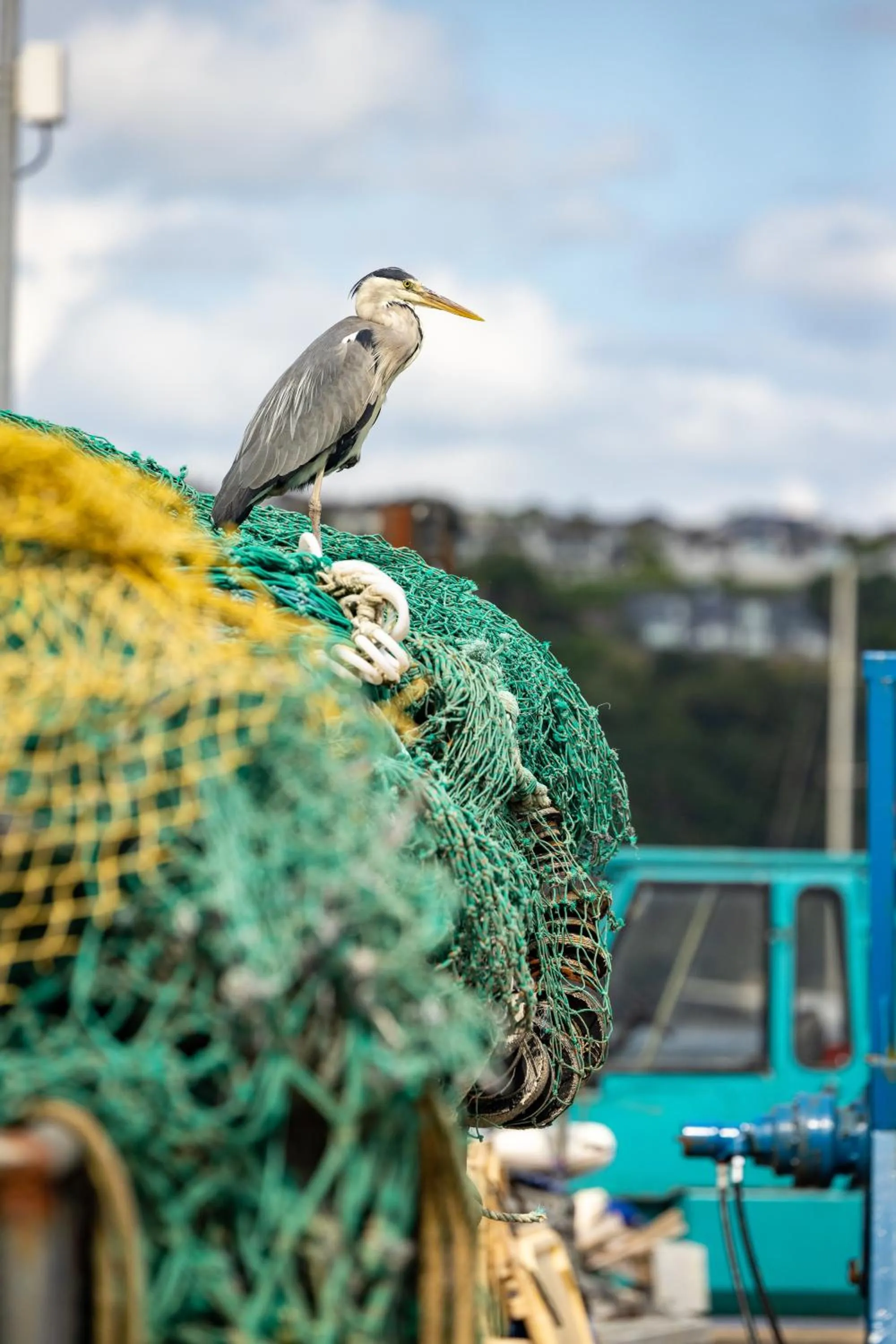 Animals in Trident Hotel Kinsale