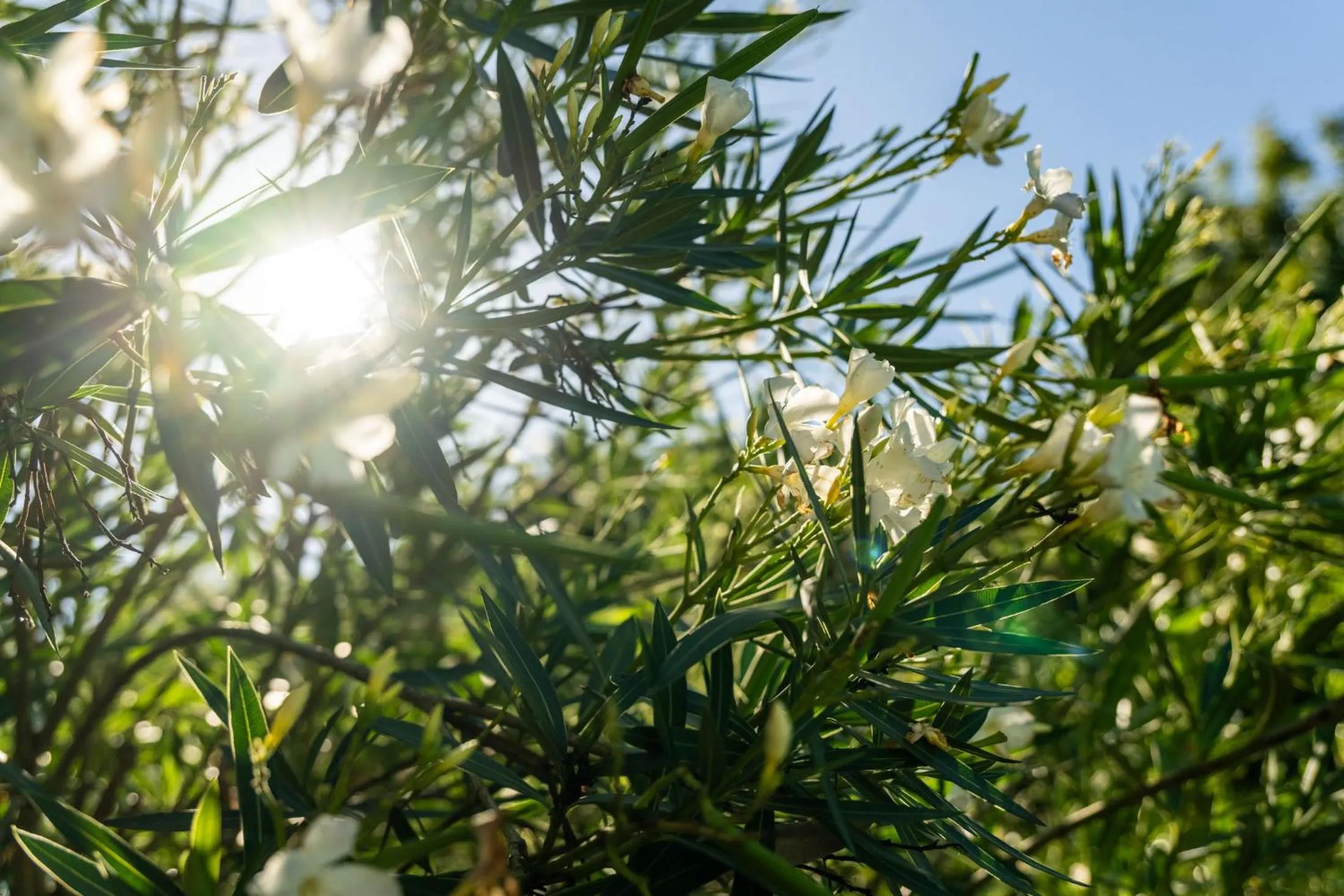 Garden in Hôtel des Trois Massifs
